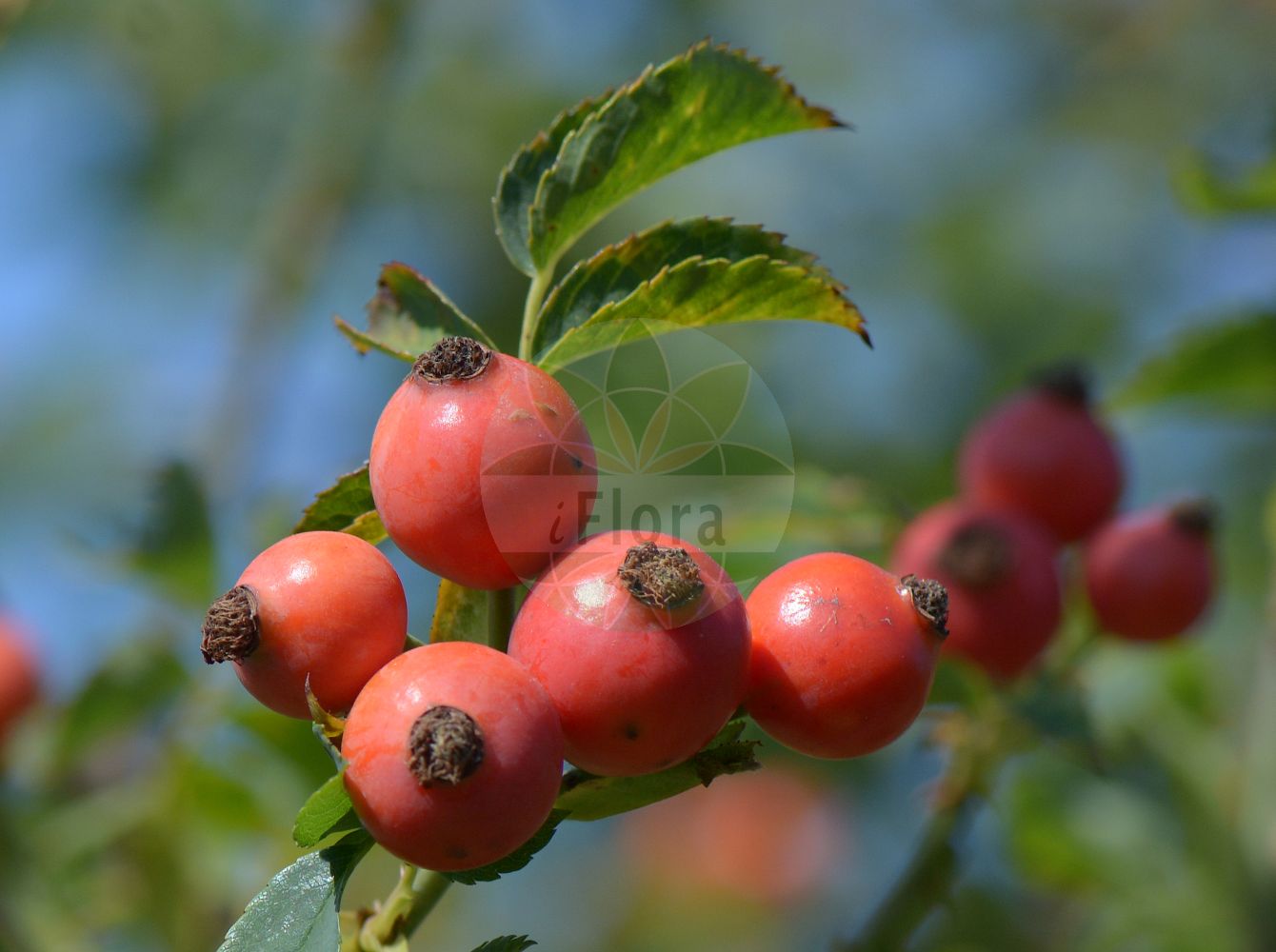 Foto von Rosa caesia (Lederblatt-Rose - Hairy Dog-rose). Das Foto wurde in Sangerhausen, Mansfeld-Südharz, Sachsen-Anhalt, Deutschland aufgenommen. ---- Photo of Rosa caesia (Lederblatt-Rose - Hairy Dog-rose). The picture was taken in Sangerhausen, Mansfeld-Suedharz, Saxony-Anhalt, Germany.(Rosa caesia,Lederblatt-Rose,Hairy Dog-rose,Rosa bellevallis,Rosa bovernieriana,Rosa bractescens,Rosa caesia,Rosa celerata,Rosa cerasifera,Rosa complens,Rosa coriifolia,Rosa cryptopoda,Rosa dybowskii,Rosa friesii,Rosa kerneri,Rosa laxa,Rosa leopoliensis,Rosa monticola,Rosa ostensa,Rosa pilosula,Rosa pruinosa,Rosa pseudopsis,Rosa pycnacantha,Rosa saxetana,Rosa subcoriifolia,Rosa tristis,Rosa vagiana,Rosa watsonii,Lederblatt-Rose,Blaugruene Rose,Falsche Hecken-Rose,Falsche Huegel-Rose,Lederblaettrige Rose,Hairy Dog-rose,Rosa,Rose,Rose,Rosaceae,Rosengewächse,Rose family)