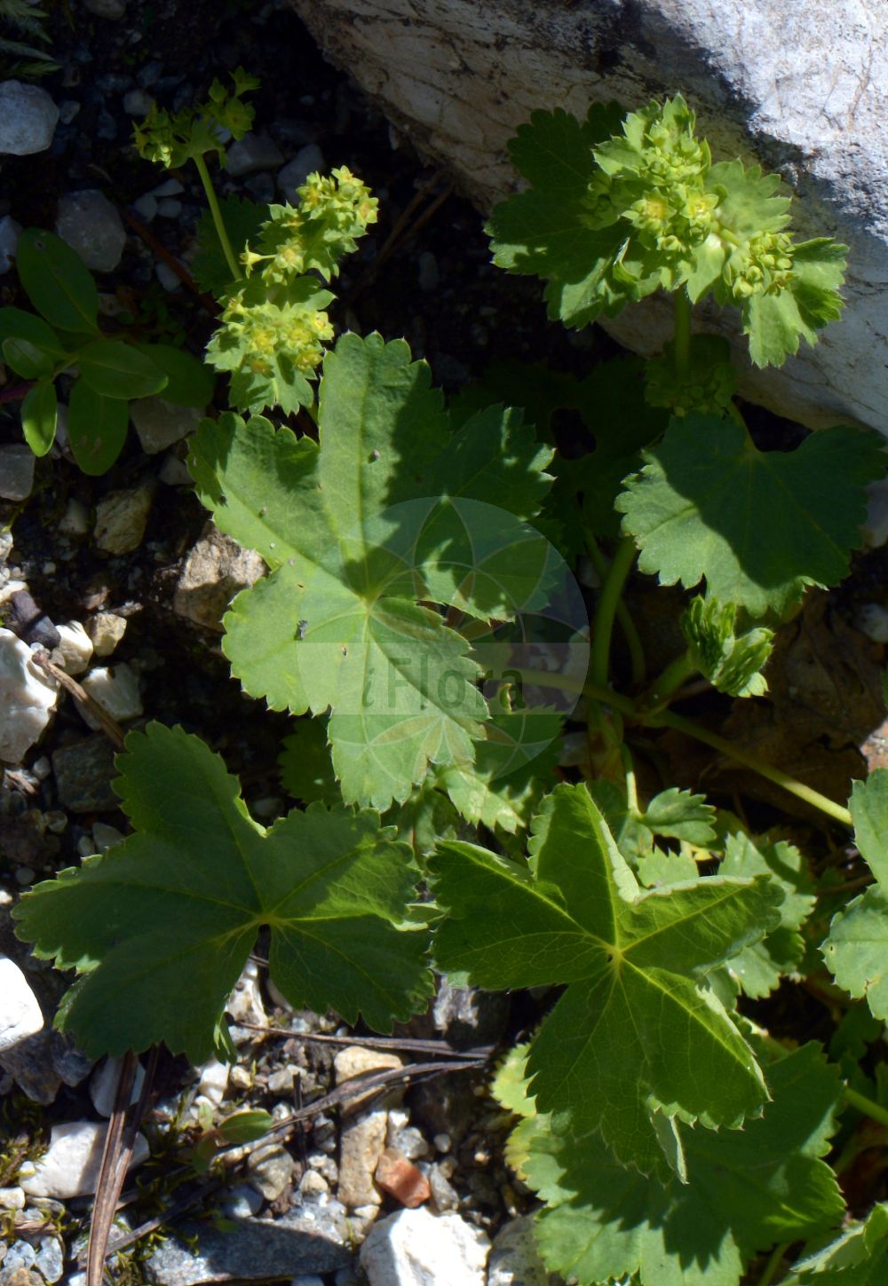 Foto von Alchemilla tirolensis (Tiroler Frauenmantel - Tirol Lady's Mantle). Das Foto wurde in Schachen, Garmisch-Partenkirchen, Bayern, Deutschland, Alpen aufgenommen. ---- Photo of Alchemilla tirolensis (Tiroler Frauenmantel - Tirol Lady's Mantle). The picture was taken in Schachen, Garmisch-Partenkirchen, Bavaria, Germany, Alps.(Alchemilla tirolensis,Tiroler Frauenmantel,Tirol Lady's Mantle,Alchemilla tirolensis,Tiroler Frauenmantel,Tirol Lady's Mantle,Alchemilla,Frauenmantel,Lady's Mantle,Rosaceae,Rosengewächse,Rose family)