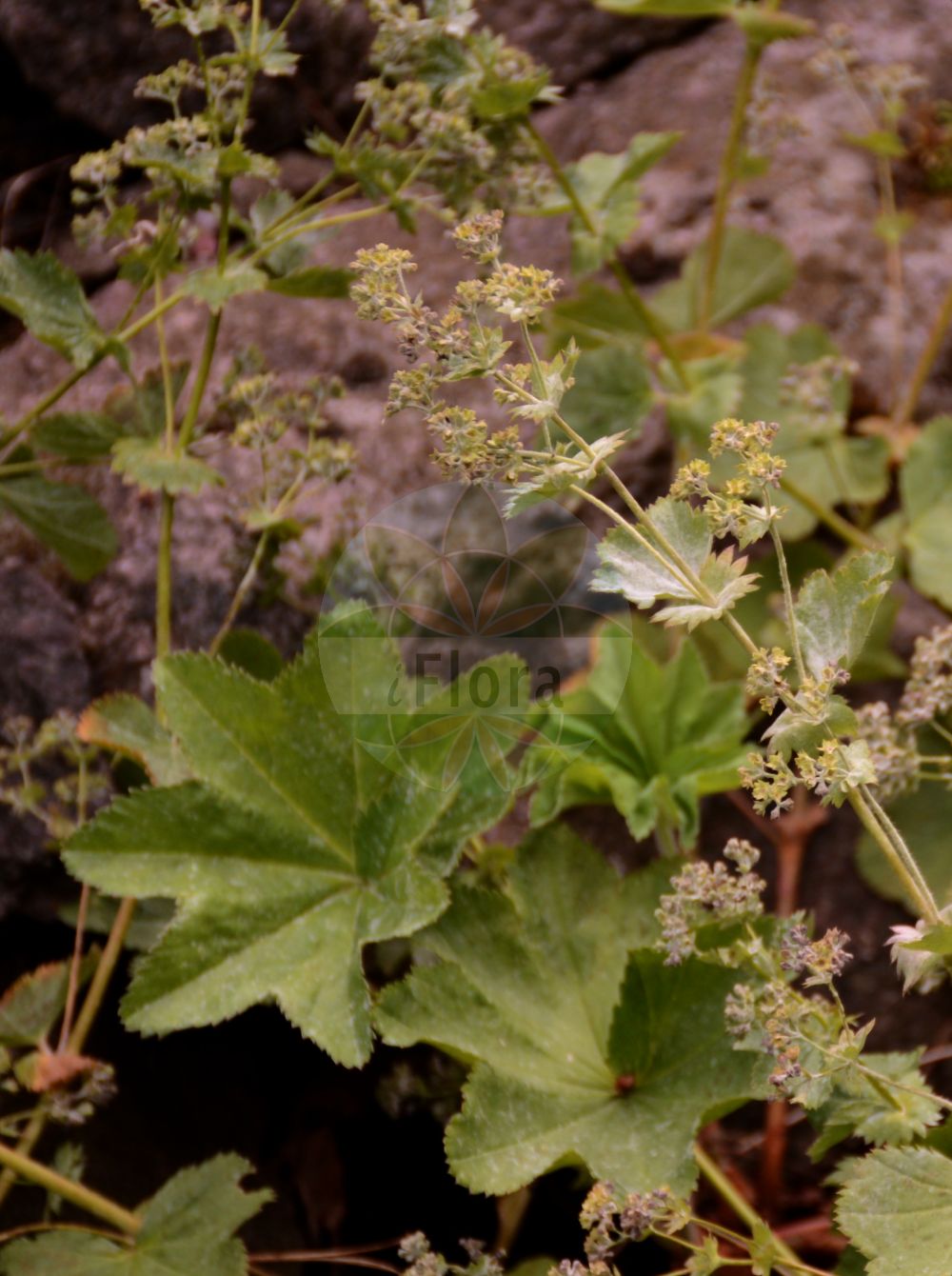 Foto von Alchemilla curtiloba (Kurzlappen-Frauenmantel). Das Foto wurde in Dresden, Sachsen, Deutschland aufgenommen. ---- Photo of Alchemilla curtiloba (Kurzlappen-Frauenmantel). The picture was taken in Dresden, Sachsen, Germany.(Alchemilla curtiloba,Kurzlappen-Frauenmantel,Alchemilla curtiloba,Kurzlappen-Frauenmantel,Alchemilla,Frauenmantel,Lady's Mantle,Rosaceae,Rosengewächse,Rose family)