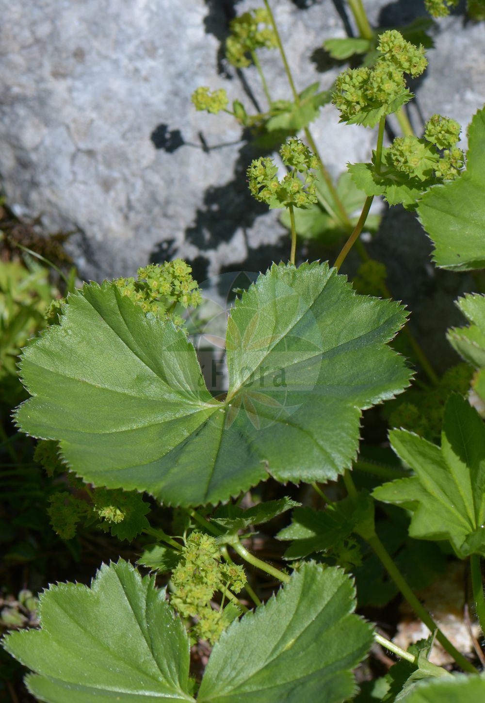 Foto von Alchemilla aggregata (Kleinknäuel-Frauenmantel - Aggregate Lady's Mantle). Das Foto wurde in Schachen, Garmisch-Partenkirchen, Bayern, Deutschland, Alpen aufgenommen. ---- Photo of Alchemilla aggregata (Kleinknäuel-Frauenmantel - Aggregate Lady's Mantle). The picture was taken in Schachen, Garmisch-Partenkirchen, Bavaria, Germany, Alps.(Alchemilla aggregata,Kleinknäuel-Frauenmantel,Aggregate Lady's Mantle,Alchemilla aggregata,Kleinknaeuel-Frauenmantel,Aggregate Lady's Mantle,Alchemilla,Frauenmantel,Lady's Mantle,Rosaceae,Rosengewächse,Rose family)