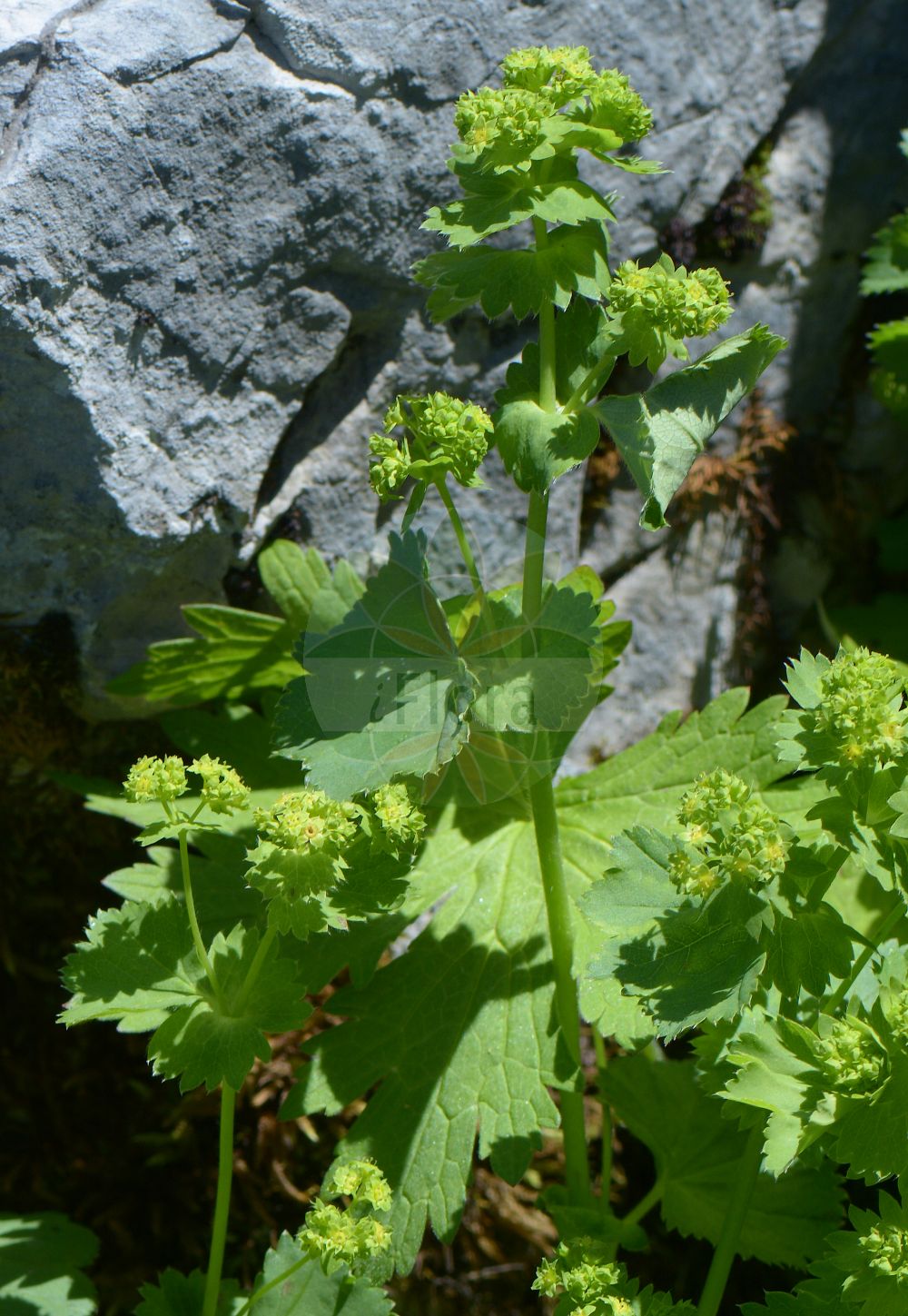 Foto von Alchemilla connivens (Zusammenneigender Frauenmantel - Grassland Lady's Mantle). Das Foto wurde in Schachen, Garmisch-Partenkirchen, Bayern, Deutschland, Alpen aufgenommen. ---- Photo of Alchemilla connivens (Zusammenneigender Frauenmantel - Grassland Lady's Mantle). The picture was taken in Schachen, Garmisch-Partenkirchen, Bavaria, Germany, Alps.(Alchemilla connivens,Zusammenneigender Frauenmantel,Grassland Lady's Mantle,Alchemilla cleistophylla,Alchemilla connivens,Alchemilla montana,Alchemilla subconnivens,Alchemilla vulgaris subsp. montana,Zusammenneigender Frauenmantel,Allgaeu-Frauenmantel,Grassland Lady's Mantle,Alchemilla,Frauenmantel,Lady's Mantle,Rosaceae,Rosengewächse,Rose family)