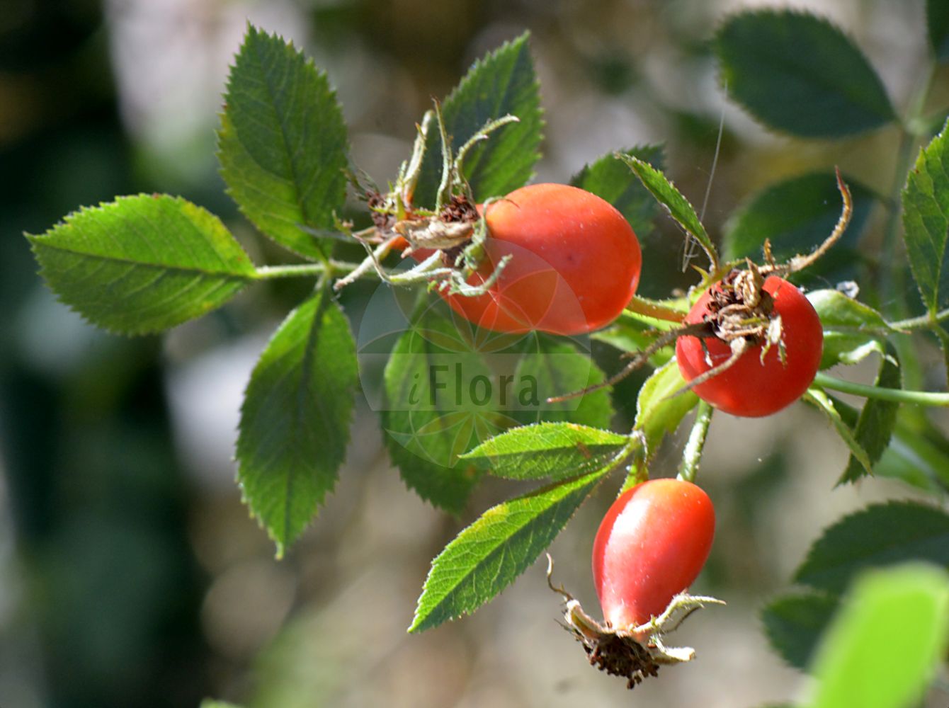 Foto von Rosa micrantha (Kleinblütige Rose - Small-flowered Sweet-Briar). Das Foto wurde in Sangerhausen, Mansfeld-Südharz, Sachsen-Anhalt, Deutschland aufgenommen. ---- Photo of Rosa micrantha (Kleinblütige Rose - Small-flowered Sweet-Briar). The picture was taken in Sangerhausen, Mansfeld-Suedharz, Saxony-Anhalt, Germany.(Rosa micrantha,Kleinblütige Rose,Small-flowered Sweet-Briar,Chabertia micrantha,Rosa arcadiensis,Rosa candida,Rosa delphinensis,Rosa diminuta,Rosa dorica,Rosa escurialensis,Rosa ferociformis,Rosa hirciana,Rosa histrix,Rosa hungarica,Rosa lactiflora,Rosa lantoscana,Rosa lemanii,Rosa libertiana,Rosa lusseri,Rosa meridionalis,Rosa micrantha,Rosa monroyi,Rosa nemoralis,Rosa nemorosa,Rosa oblongicalyx,Rosa operta,Rosa parvula,Rosa permixta,Rosa perparva,Rosa polyacantha,Rosa pommaretii,Rosa salvanensis,Rosa septicola,Rosa septicoloides,Rosa sphaerophora,Rosa subspoliata,Rosa trinacriae,Rosa vaillantiana,Rosa viscida,Kleinbluetige Rose,Small-flowered Sweet-Briar,Smallflower Sweetbrier,Rosa,Rose,Rose,Rosaceae,Rosengewächse,Rose family)