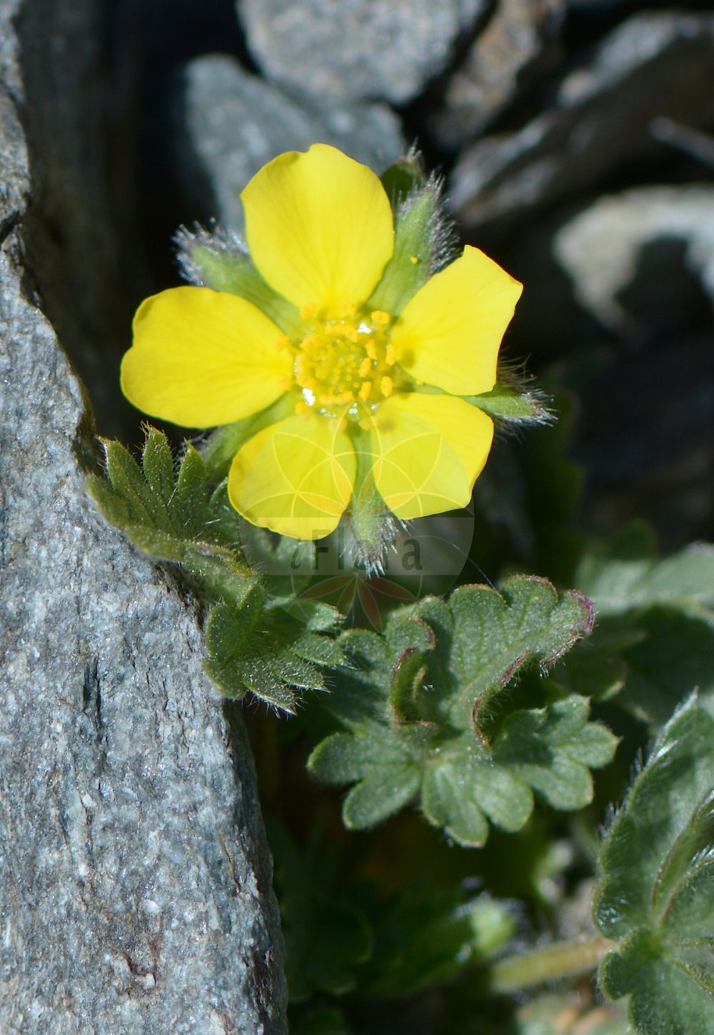 Foto von Potentilla frigida. Das Foto wurde in Stilfserjoch, Bormio, Lombardia, Italien, Alpen aufgenommen. ---- Photo of Potentilla frigida. The picture was taken in Stilfserjoch, Bormio, Lombardia, Italy, Alps.(Potentilla frigida,Potentilla frigida,Potentilla glacialis,Potentilla helvetica,Potentilla,Fingerkraut,Cinquefoil,Rosaceae,Rosengewächse,Rose family)