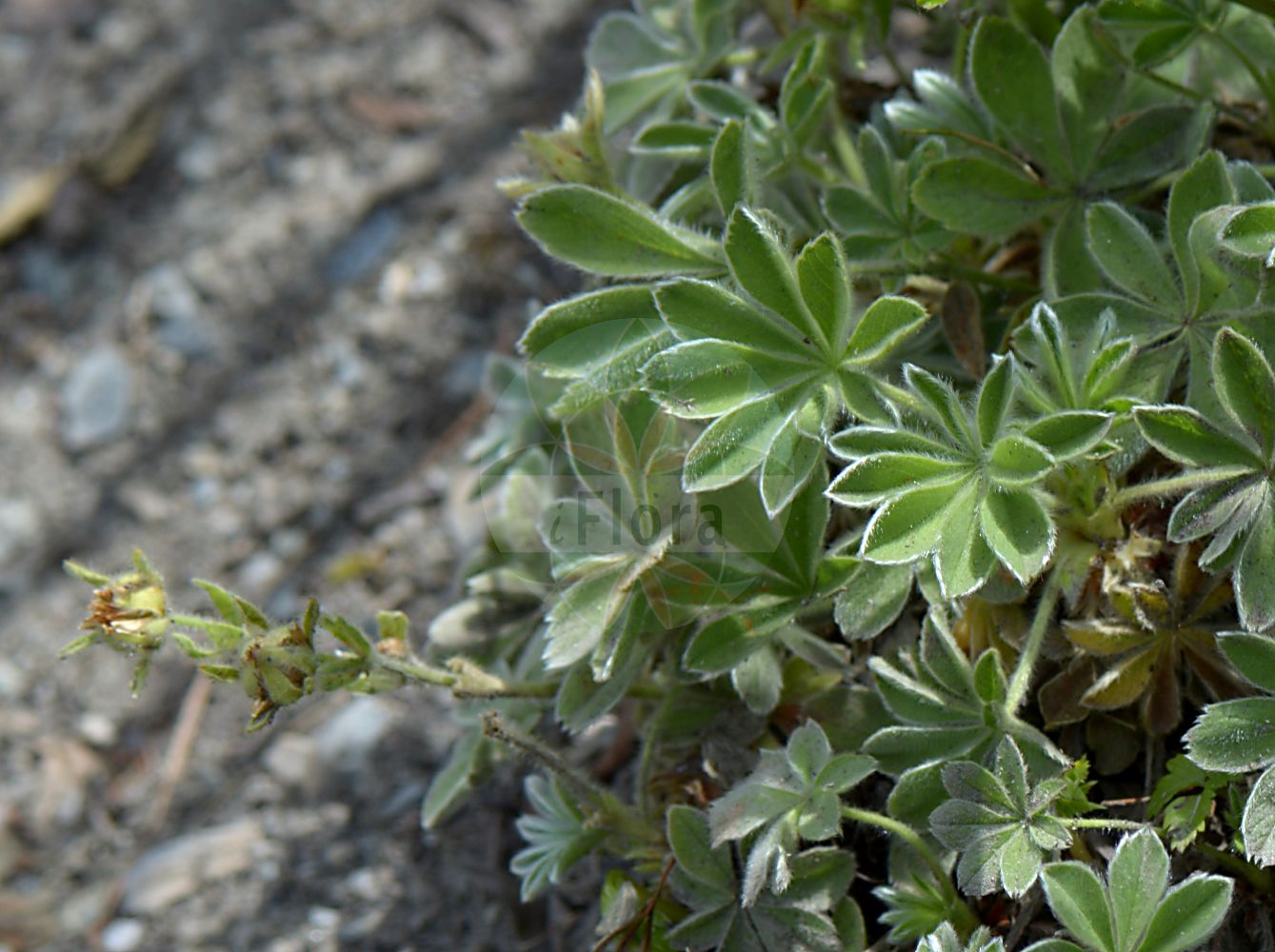 Foto von Potentilla grammopetala. Das Foto wurde in Bormio, Lombardia, Italien aufgenommen. ---- Photo of Potentilla grammopetala. The picture was taken in Bormio, Lombardia, Italy.(Potentilla grammopetala,Potentilla fantolii,Potentilla grammopetala,Potentilla,Fingerkraut,Cinquefoil,Rosaceae,Rosengewächse,Rose family)