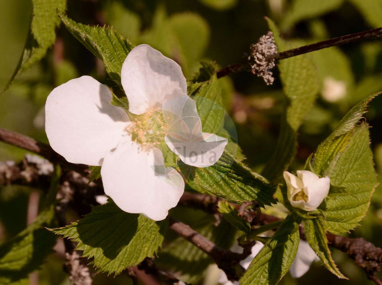 Foto von Rhodotypos scandens (Scheinkerrie - Black Jet-bead). Das Foto wurde in Marburg, Hessen, Deutschland aufgenommen. ---- Photo of Rhodotypos scandens (Scheinkerrie - Black Jet-bead). The picture was taken in Marburg, Hesse, Germany.(Rhodotypos scandens,Scheinkerrie,Black Jet-bead,Corchorus scandens,Rhodotypos kerrioides,Rhodotypos scandens,Rhodotypos tetrapetalus,Scheinkerrie,Black Jet-bead,Jetbead,Rhodotypos,Scheinkerrie,Rosaceae,Rosengewächse,Rose family)