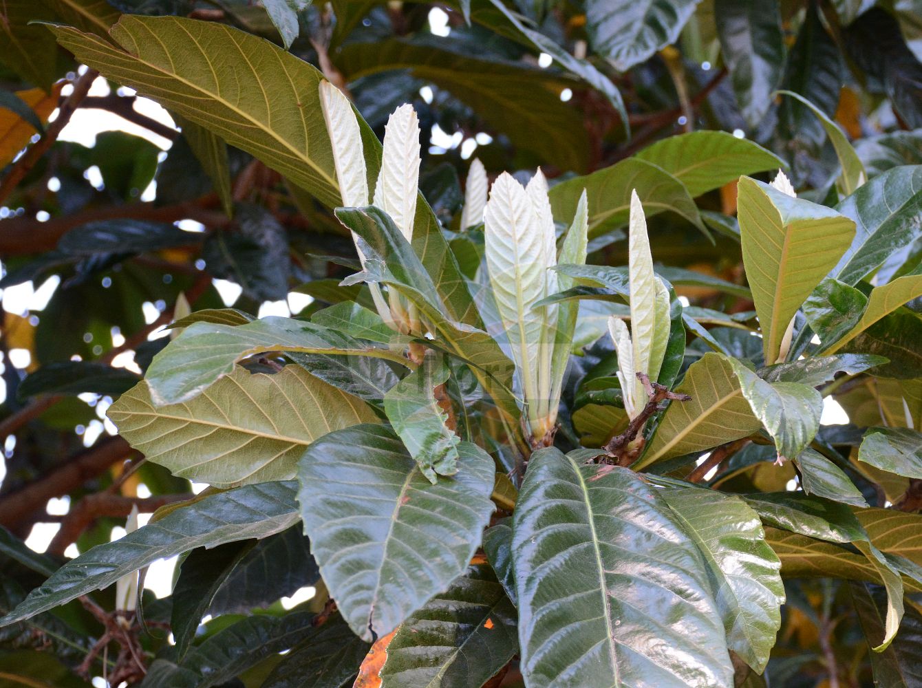 Foto von Eriobotrya japonica. Das Foto wurde in Köln, Nordrhein-Westfalen, Deutschland aufgenommen. ---- Photo of Eriobotrya japonica. The picture was taken in Cologne, North Rhine-Westphalia, Germany.(Eriobotrya japonica,Eriobotrya japonica,Mespilus japonica,Eriobotrya,Rosaceae,Rosengewächse,Rose family)