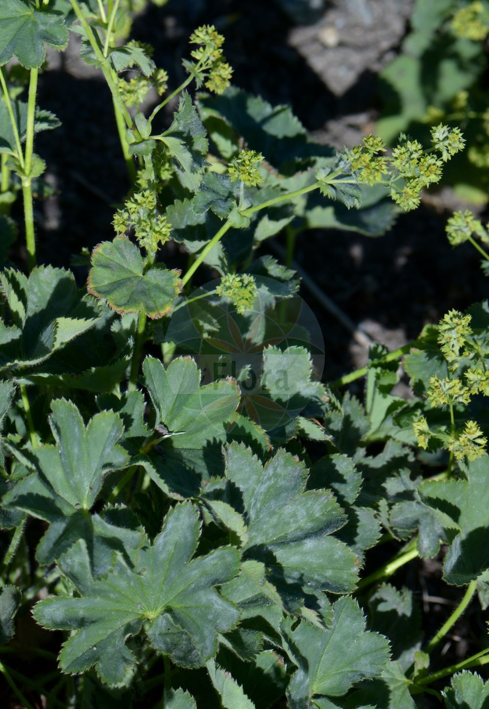 Foto von Alchemilla plicata (Gefalteter Frauenmantel - Folded Lady's Mantle). Das Foto wurde in Stockholm, Schweden aufgenommen. ---- Photo of Alchemilla plicata (Gefalteter Frauenmantel - Folded Lady's Mantle). The picture was taken in Stockholm, Sweden.(Alchemilla plicata,Gefalteter Frauenmantel,Folded Lady's Mantle,Alchemilla plicata,Alchemilla pubescens subsp. plicata,Gefalteter Frauenmantel,Folded Lady's Mantle,Alchemilla,Frauenmantel,Lady's Mantle,Rosaceae,Rosengewächse,Rose family)