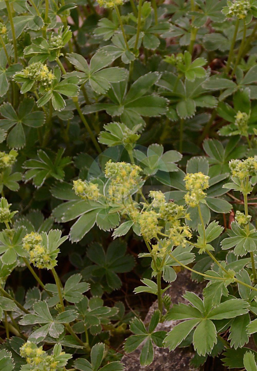 Foto von Alchemilla glacialis. Das Foto wurde in Dresden, Sachsen, Deutschland aufgenommen. ---- Photo of Alchemilla glacialis. The picture was taken in Dresden, Sachsen, Germany.(Alchemilla glacialis,Alchemilla glacialis,Alchemilla,Frauenmantel,Lady's Mantle,Rosaceae,Rosengewächse,Rose family)