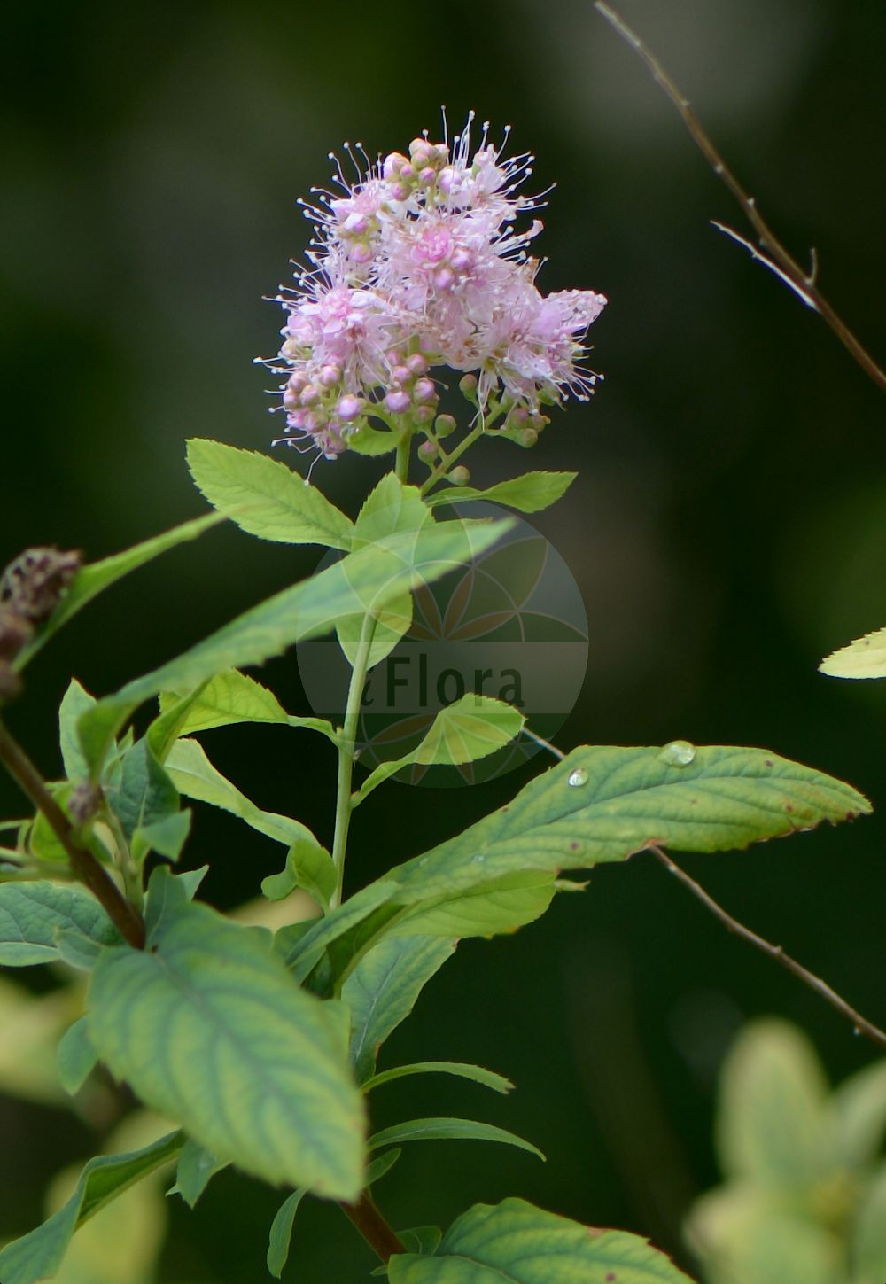 Foto von Spiraea douglasii (Steeple-bush). Das Foto wurde in Lyon, Auvergne-Rhône-Alpes, Frankreich aufgenommen. ---- Photo of Spiraea douglasii (Steeple-bush). The picture was taken in Lyon, Auvergne-Rhône-Alpes, France.(Spiraea douglasii,Steeple-bush,Drimopogon douglasii,Drimopogon menziesii,Spiraea douglasii,Spiraea,Spierstrauch,Brideworts,Rosaceae,Rosengewächse,Rose family)