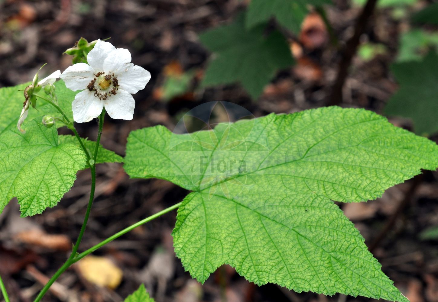 Foto von Rubus odoratus (Zimt-Himbeere - Purple-flowered Raspberry). Das Foto wurde in Göttingen, Niedersachsen, Deutschland aufgenommen. ---- Photo of Rubus odoratus (Zimt-Himbeere - Purple-flowered Raspberry). The picture was taken in Goettingen, Lower Saxony, Germany.(Rubus odoratus,Zimt-Himbeere,Purple-flowered Raspberry,Bossekia odorata,Rubacer odoratum,Rubus columbianus,Rubus odoratus,Zimt-Himbeere,Purple-flowered Raspberry,Fragrant Thimbleberry,Purple-flowering Raspberry,Rubus,Brombeere,Raspberry,Rosaceae,Rosengewächse,Rose family)