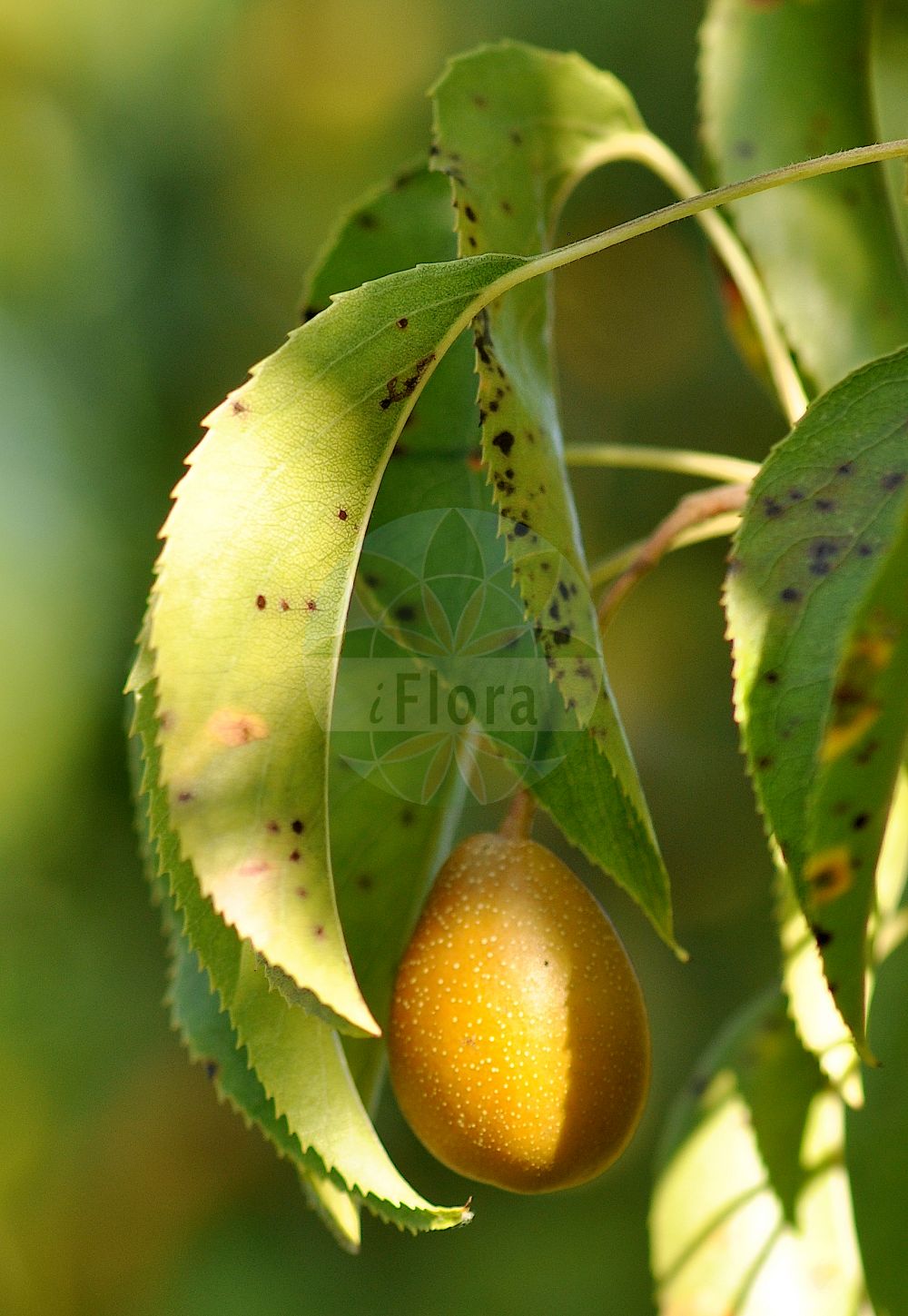 Foto von Pyrus nivalis. Das Foto wurde in Berlin, Deutschland aufgenommen. ---- Photo of Pyrus nivalis. The picture was taken in Berlin, Germany.(Pyrus nivalis,Pyrus armud,Pyrus austriaca,Pyrus nivalis,Pyrus salviifolia,Pyrus,Birne,Pear,Rosaceae,Rosengewächse,Rose family)