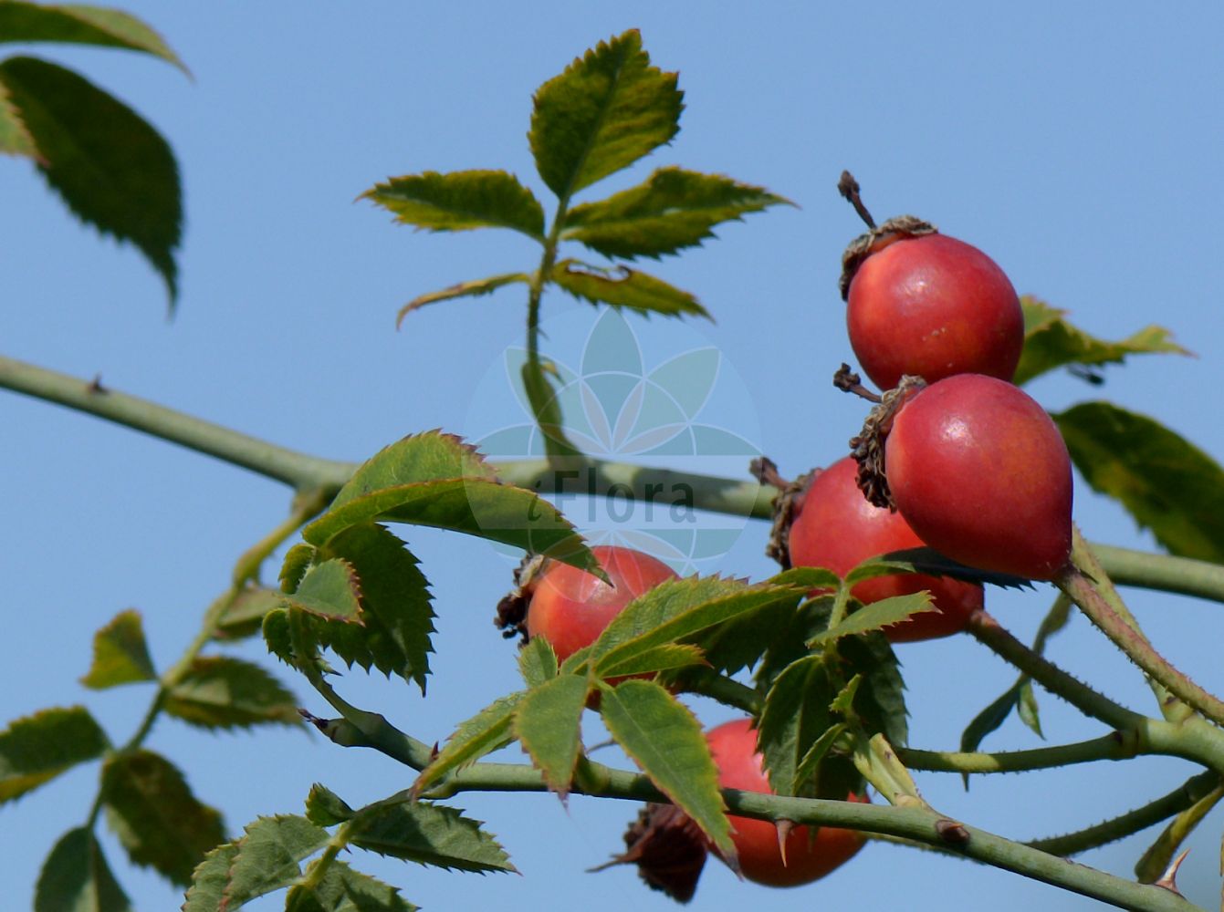 Foto von Rosa arvensis (Kriechende Rose - Field-rose). Das Foto wurde in Jena, Thüringen, Deutschland aufgenommen. ---- Photo of Rosa arvensis (Kriechende Rose - Field-rose). The picture was taken in Jena, Thuringia, Germany.(Rosa arvensis,Kriechende Rose,Field-rose,Ripartia repens,Rosa arvensis,Rosa baldensis,Rosa brippii,Rosa capreolata,Rosa commiserata,Rosa erronea,Rosa fastigiata,Rosa halleri,Rosa herporhodon,Rosa ovata,Rosa phalacropoda,Rosa reptans,Rosa seperina,Rosa serpens,Rosa sylvestris,Kriechende Rose,Kriech-Rose,Wald-Rose,Field-rose,Ayrshire Rose,Trailing Rose,Rosa,Rose,Rose,Rosaceae,Rosengewächse,Rose family)