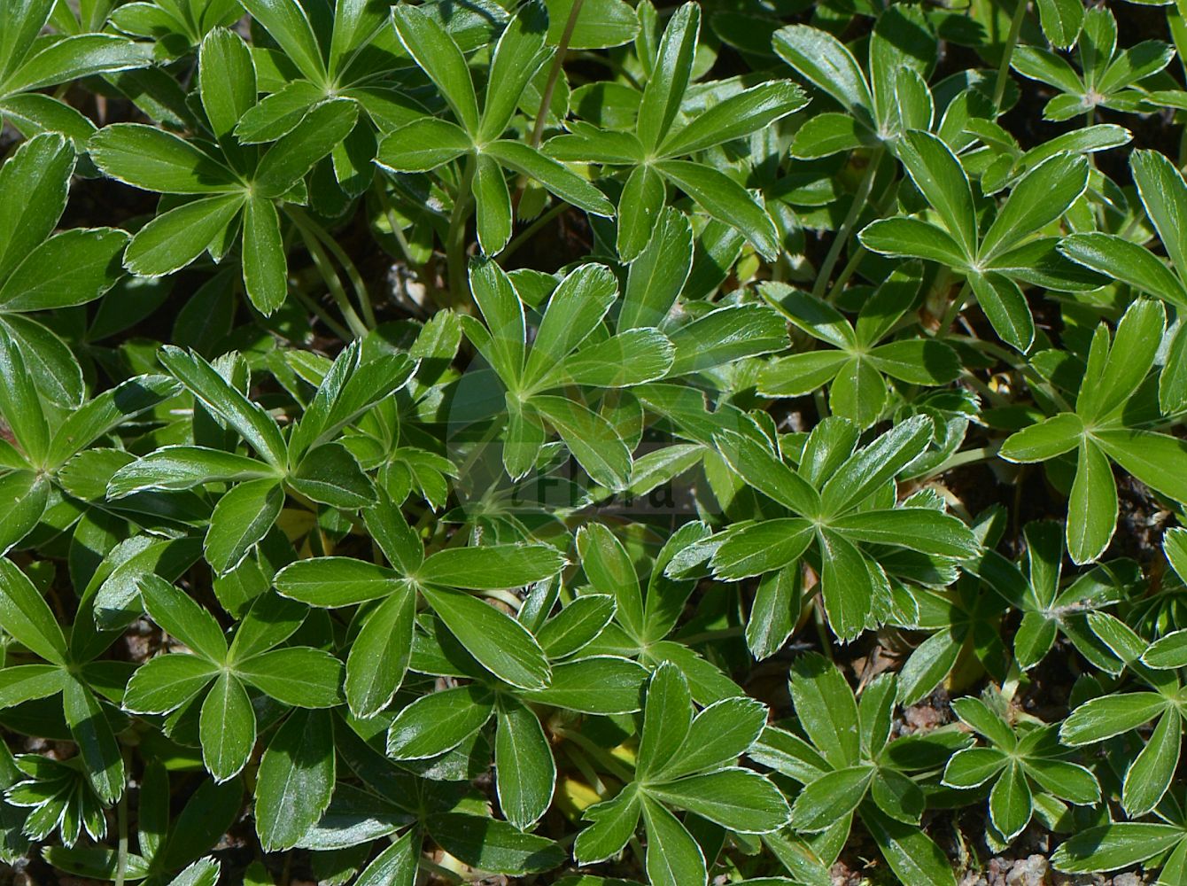 Foto von Alchemilla saxatilis. Das Foto wurde in Göteborg, Schweden aufgenommen. ---- Photo of Alchemilla saxatilis. The picture was taken in Gothenburg, Sweden.(Alchemilla saxatilis,Alchemilla saxatilis,Alchemilla,Frauenmantel,Lady's Mantle,Rosaceae,Rosengewächse,Rose family)