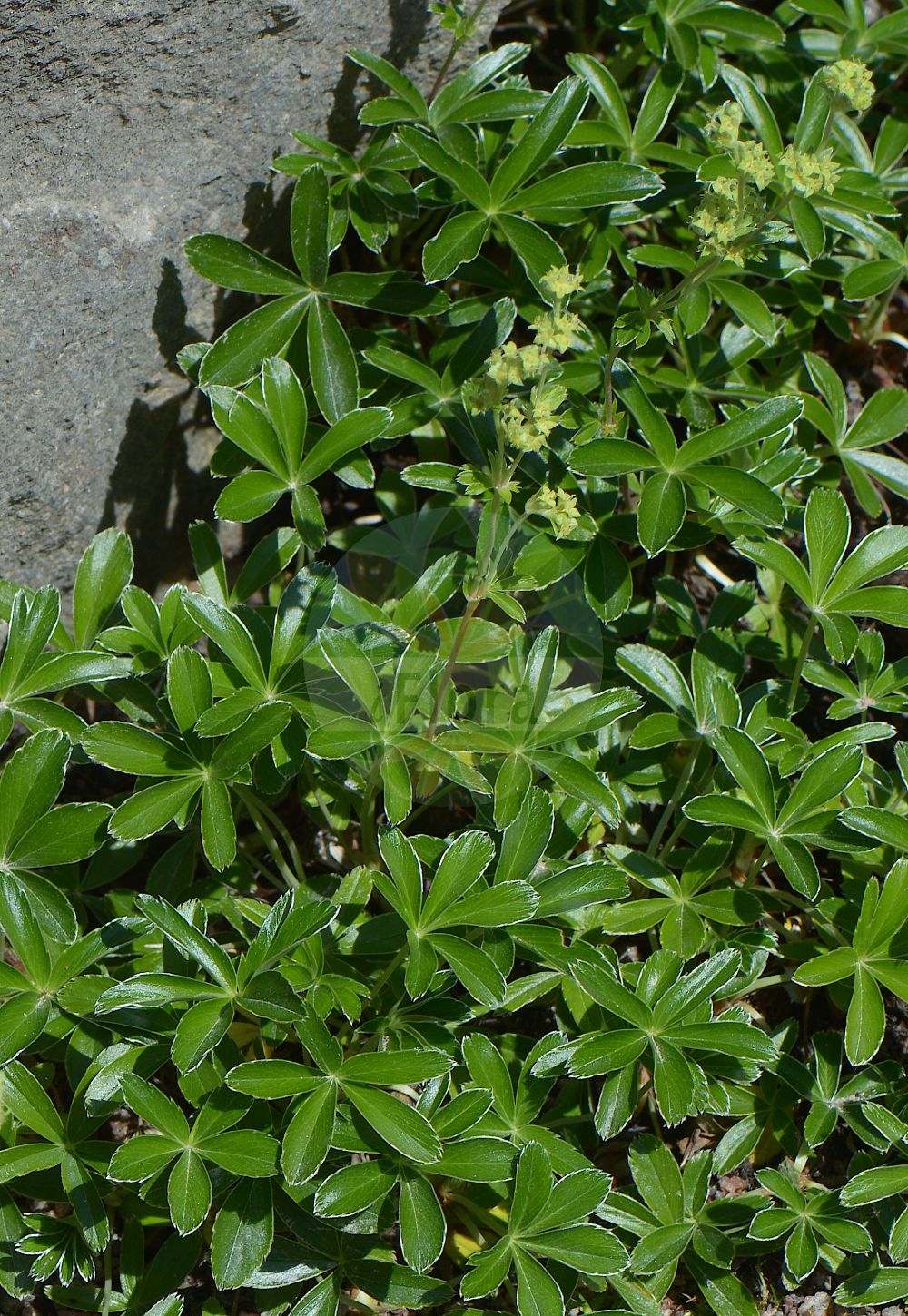 Foto von Alchemilla saxatilis. Das Foto wurde in Göteborg, Schweden aufgenommen. ---- Photo of Alchemilla saxatilis. The picture was taken in Gothenburg, Sweden.(Alchemilla saxatilis,Alchemilla saxatilis,Alchemilla,Frauenmantel,Lady's Mantle,Rosaceae,Rosengewächse,Rose family)