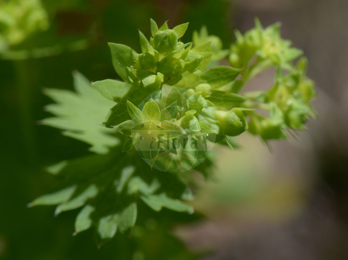 Foto von Alchemilla incisa (Eingeschnittener Frauenmantel - Notched Lady's Mantle). Das Foto wurde in Schachen, Garmisch-Partenkirchen, Bayern, Deutschland, Alpen aufgenommen. ---- Photo of Alchemilla incisa (Eingeschnittener Frauenmantel - Notched Lady's Mantle). The picture was taken in Schachen, Garmisch-Partenkirchen, Bavaria, Germany, Alps.(Alchemilla incisa,Eingeschnittener Frauenmantel,Notched Lady's Mantle,Alchemilla incisa,Alchemilla vallesiaca,Eingeschnittener Frauenmantel,Notched Lady's Mantle,Alchemilla,Frauenmantel,Lady's Mantle,Rosaceae,Rosengewächse,Rose family)