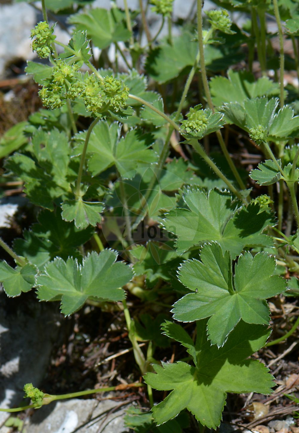 Foto von Alchemilla decumbens (Niederliegender Frauenmantel - Procumbent Lady's Mantle). Das Foto wurde in Schachen, Garmisch-Partenkirchen, Bayern, Deutschland, Alpen aufgenommen. ---- Photo of Alchemilla decumbens (Niederliegender Frauenmantel - Procumbent Lady's Mantle). The picture was taken in Schachen, Garmisch-Partenkirchen, Bavaria, Germany, Alps.(Alchemilla decumbens,Niederliegender Frauenmantel,Procumbent Lady's Mantle,Alchemilla decumbens,Niederliegender Frauenmantel,Procumbent Lady's Mantle,Alchemilla,Frauenmantel,Lady's Mantle,Rosaceae,Rosengewächse,Rose family)