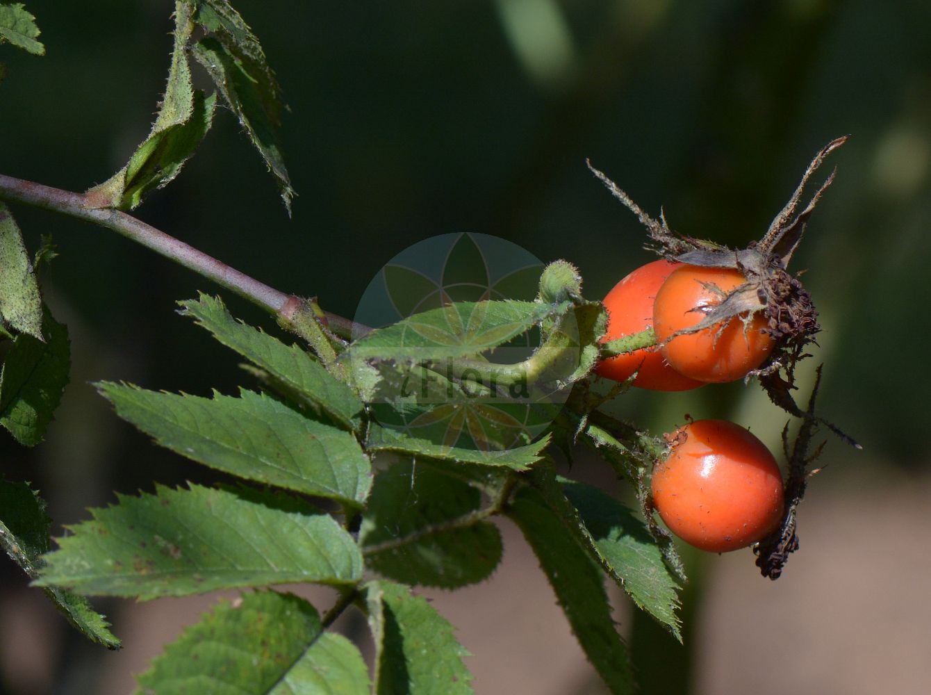 Foto von Rosa marginata (Rauhblättrige Rose - Rough-leaved Rose). Das Foto wurde in Jena, Thüringen, Deutschland aufgenommen. ---- Photo of Rosa marginata (Rauhblättrige Rose - Rough-leaved Rose). The picture was taken in Jena, Thuringia, Germany.(Rosa marginata,Rauhblättrige Rose,Rough-leaved Rose,Rosa approximata,Rosa decora,Rosa didieri,Rosa extensa,Rosa flexuosa,Rosa godetii,Rosa hampeana,Rosa jundzilliana,Rosa jundzillii,Rosa marginata,Rosa nemorivaga,Rosa pugetii,Rosa reticulata,Rosa robusta,Rosa subolida,Rosa terebinthinacea,Rosa tolosana,Rosa trachyphylla,Rosa zagrebiensis,Rauhblaettrige Rose,Raublatt-Rose,Rough-leaved Rose,Rosa,Rose,Rose,Rosaceae,Rosengewächse,Rose family)