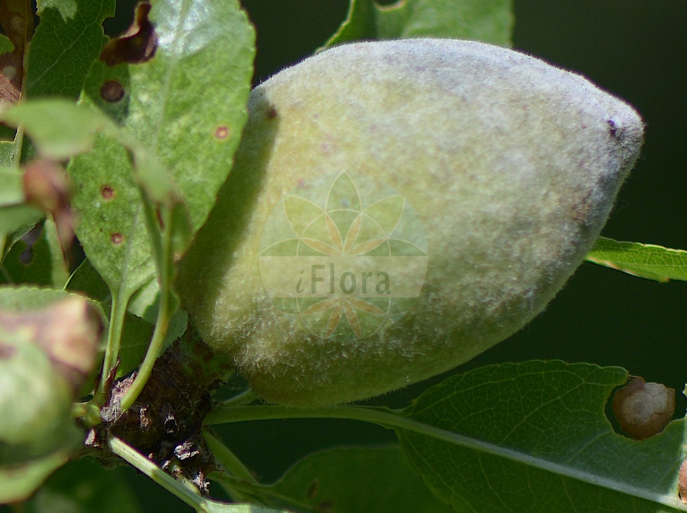 Foto von Prunus dulcis (Almond). Das Foto wurde in Bologna, Emilia-Romagna, Italien aufgenommen. ---- Photo of Prunus dulcis (Almond). The picture was taken in Bologna, Emilia-Romagna, Italy.(Prunus dulcis,Almond,Amygdalus amara,Amygdalus communis,Amygdalus dulcis,Amygdalus elata,Amygdalus fragilis,Amygdalus korshinskyi,Amygdalus ramonensis,Amygdalus sativa,Druparia amygdalus,Prunus amygdalus,Prunus dulcis,Prunus korshinskyi,Prunus,Kirsche,Plum,Rosaceae,Rosengewächse,Rose family)