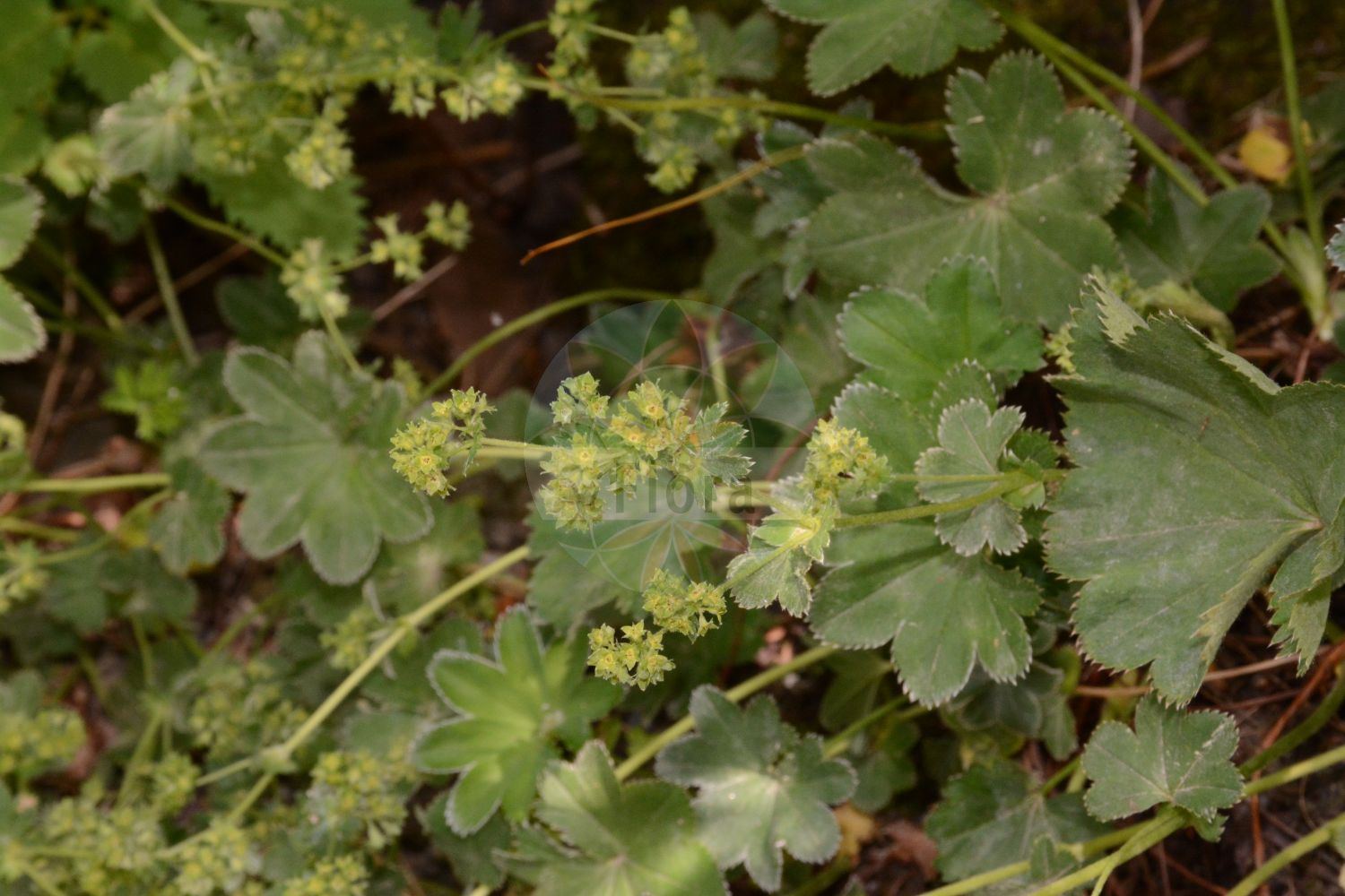 Foto von Alchemilla longituba (Langröhren-Frauenmantel). Das Foto wurde in Dresden, Sachsen, Deutschland aufgenommen. ---- Photo of Alchemilla longituba (Langröhren-Frauenmantel). The picture was taken in Dresden, Sachsen, Germany.(Alchemilla longituba,Langröhren-Frauenmantel,Alchemilla longituba,Langroehren-Frauenmantel,Alchemilla,Frauenmantel,Lady's Mantle,Rosaceae,Rosengewächse,Rose family)