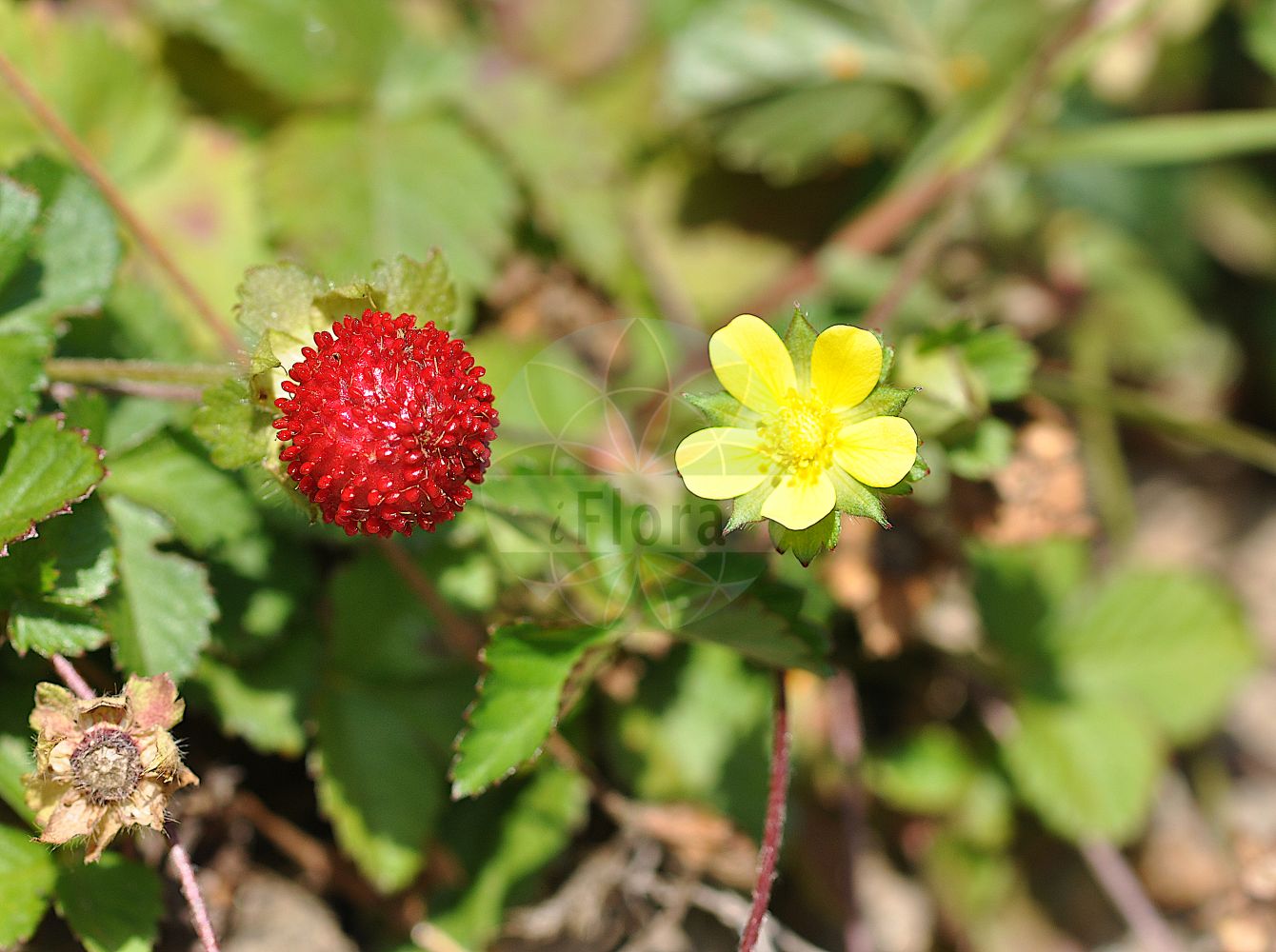 Foto von Potentilla indica. Das Foto wurde in Meran, Südtirol, Italien aufgenommen. ---- Photo of Potentilla indica. The picture was taken in Meran, South-Tyrol, Italy.(Potentilla indica,Duchesnea fragiformis,Duchesnea indica,Duchesnea major,Duchesnea wallichiana,Fragaria arguta,Fragaria indica,Fragaria malayana,Fragaria nilagirica,Fragaria roxburghii,Potentilla denticulosa,Potentilla durandii,Potentilla indica,Potentilla trifida,Potentilla wallichiana,Potentilla,Fingerkraut,Cinquefoil,Rosaceae,Rosengewächse,Rose family)
