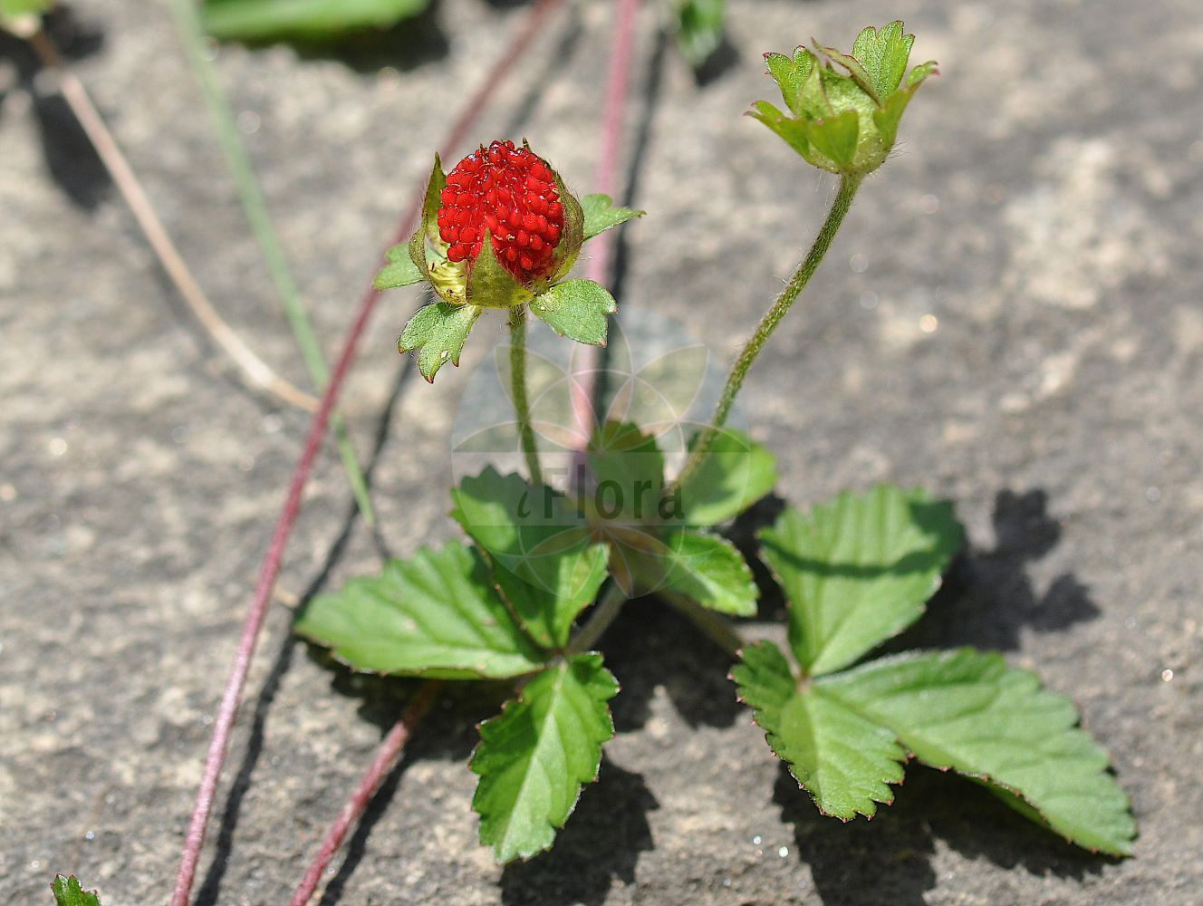 Foto von Potentilla indica. Das Foto wurde in Meran, Südtirol, Italien aufgenommen. ---- Photo of Potentilla indica. The picture was taken in Meran, South-Tyrol, Italy.(Potentilla indica,Duchesnea fragiformis,Duchesnea indica,Duchesnea major,Duchesnea wallichiana,Fragaria arguta,Fragaria indica,Fragaria malayana,Fragaria nilagirica,Fragaria roxburghii,Potentilla denticulosa,Potentilla durandii,Potentilla indica,Potentilla trifida,Potentilla wallichiana,Potentilla,Fingerkraut,Cinquefoil,Rosaceae,Rosengewächse,Rose family)