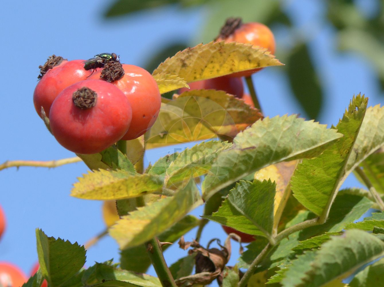Foto von Rosa subcollina (Falsche Heckenrose - False Hedge Rose). Das Foto wurde in Sangerhausen, Mansfeld-Südharz, Sachsen-Anhalt, Deutschland aufgenommen. ---- Photo of Rosa subcollina (Falsche Heckenrose - False Hedge Rose). The picture was taken in Sangerhausen, Mansfeld-Suedharz, Saxony-Anhalt, Germany.(Rosa subcollina,Falsche Heckenrose,False Hedge Rose,Rosa subcollina,Falsche Heckenrose,False Hedge Rose,Rosa,Rose,Rose,Rosaceae,Rosengewächse,Rose family)