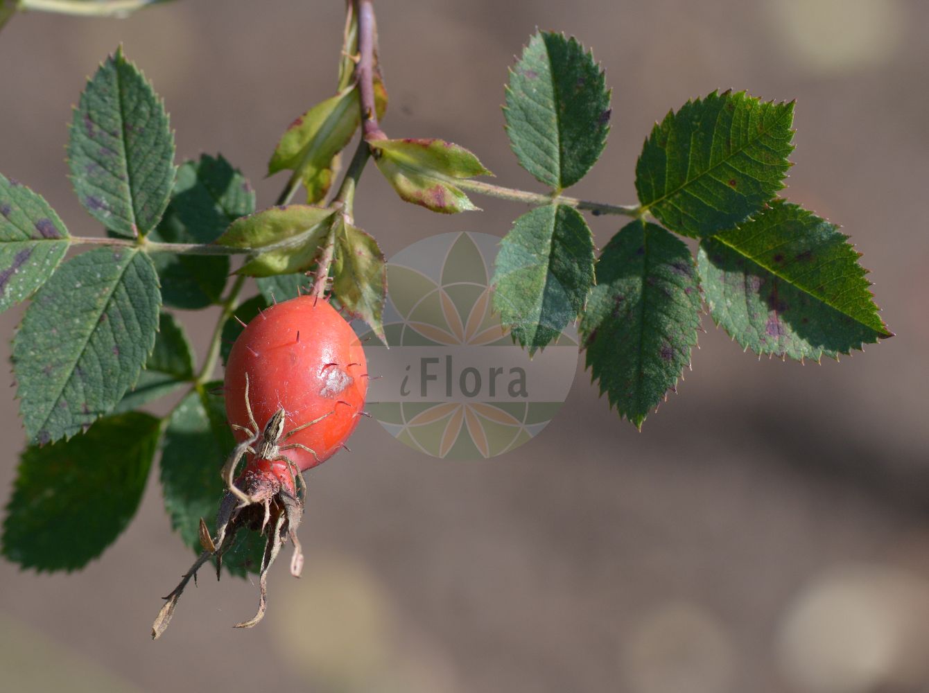 Foto von Rosa uriensis. Das Foto wurde in Sangerhausen, Mansfeld-Südharz, Sachsen-Anhalt, Deutschland aufgenommen. ---- Photo of Rosa uriensis. The picture was taken in Sangerhausen, Mansfeld-Suedharz, Saxony-Anhalt, Germany.(Rosa uriensis,Rosa conferta,Rosa rigidula,Rosa uriensis,Rosa,Rose,Rose,Rosaceae,Rosengewächse,Rose family)