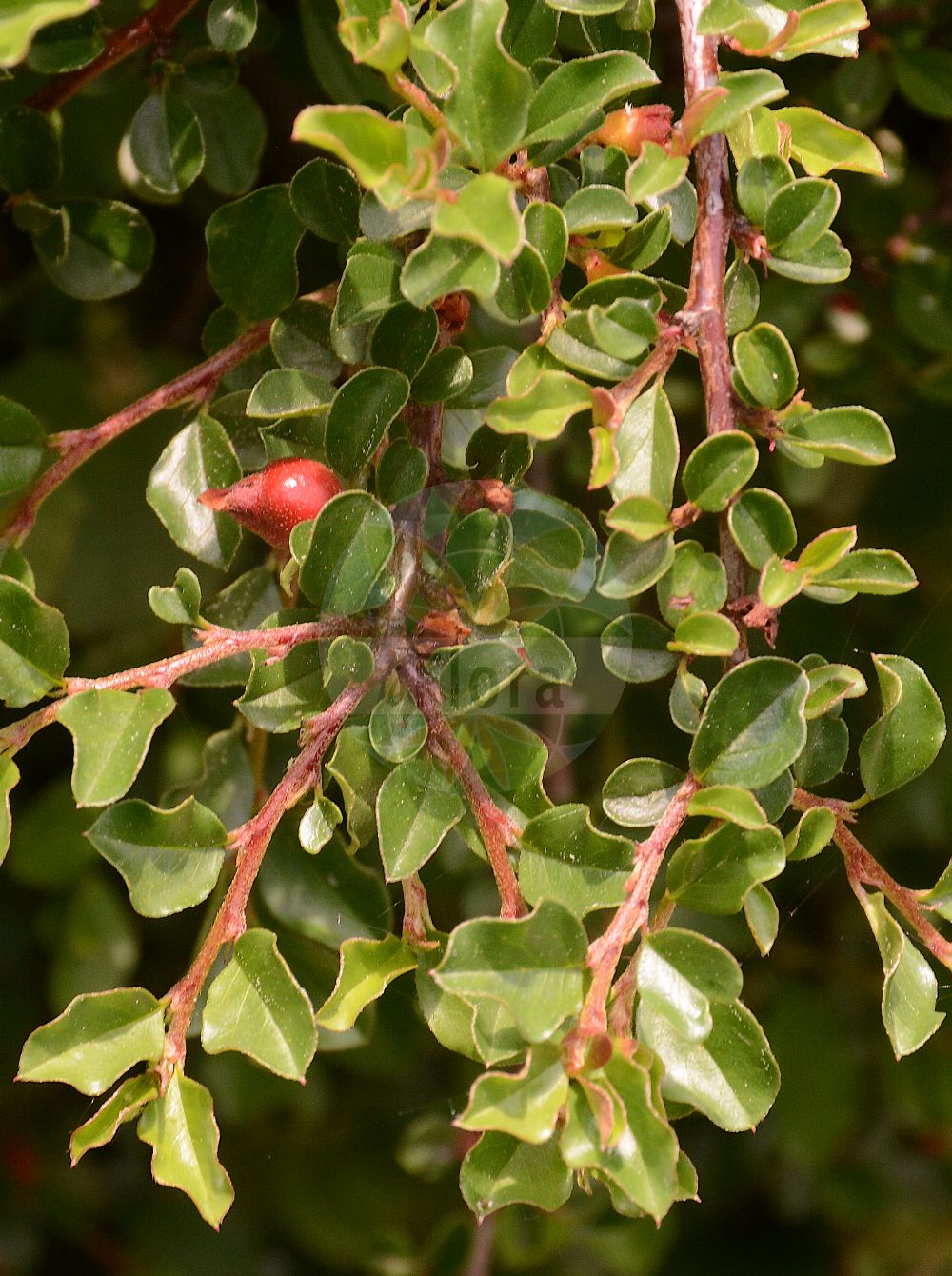 Foto von Cotoneaster adpressus (Spalier-Zwergmispel - Creeping Cotoneaster). Das Foto wurde in Wien, Österreich aufgenommen. ---- Photo of Cotoneaster adpressus (Spalier-Zwergmispel - Creeping Cotoneaster). The picture was taken in Vienna, Austria.(Cotoneaster adpressus,Spalier-Zwergmispel,Creeping Cotoneaster,Cotoneaster adpressus,Spalier-Zwergmispel,Creeping Cotoneaster,Adpressed Cotoneaster,Cotoneaster,Zwergmispel,Dwarf Cotoneaster,Rosaceae,Rosengewächse,Rose family)