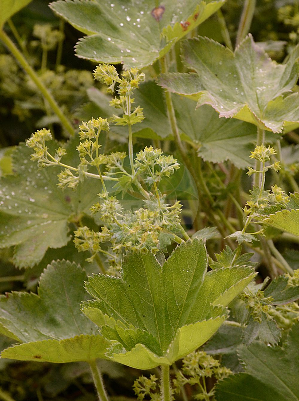 Foto von Alchemilla acutiloba (Spitzlappen-Frauenmantel). ---- Photo of Alchemilla acutiloba (Spitzlappen-Frauenmantel).(Alchemilla acutiloba,Spitzlappen-Frauenmantel,Alchemilla acutangula,Alchemilla acutiloba,Alchemilla latifolia,Alchemilla vulgaris subsp. acutangula,Spitzlappen-Frauenmantel,Alchemilla,Frauenmantel,Lady's Mantle,Rosaceae,Rosengewächse,Rose family)