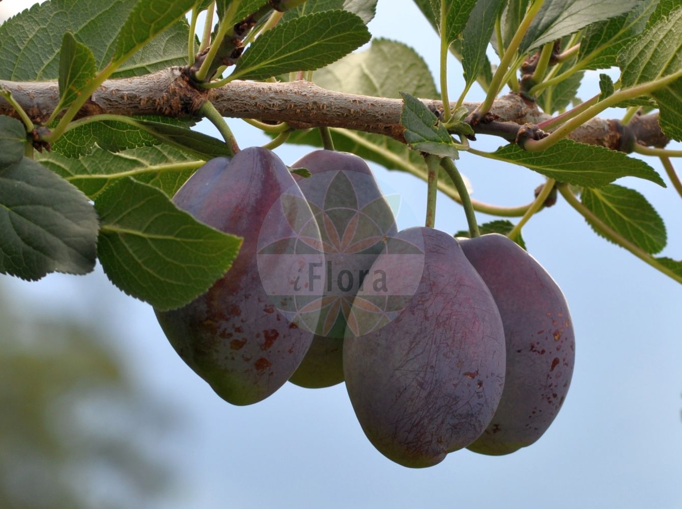 Foto von Prunus domestica (Gewöhnliche Pflaume - Wild Plum). ---- Photo of Prunus domestica (Gewöhnliche Pflaume - Wild Plum).(Prunus domestica,Gewöhnliche Pflaume,Wild Plum,Prunus communis,Prunus domestica,Prunus domestica subsp. prisca,Gewoehnliche Pflaume,findekeinenNamen,Hafer-Pflaume,Zwetsche,Zwetschge,Zwetschke,Wild Plum,European Plum,Garden Plum,Plum,Prunus,Kirsche,Plum,Rosaceae,Rosengewächse,Rose family)