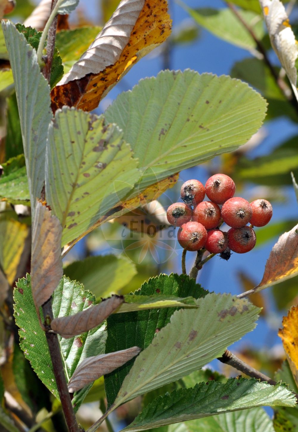Foto von Sorbus aria (Gewöhnliche Mehlbeere - Common Whitebeam). ---- Photo of Sorbus aria (Gewöhnliche Mehlbeere - Common Whitebeam).(Sorbus aria,Gewöhnliche Mehlbeere,Common Whitebeam,Azarolus aria,Crataegus aria,Hahnia aria,Lazarolus aria,Malus aria,Pyrenia aria,Pyrus aria,Sorbus aria,Gewoehnliche Mehlbeere,Echte Mehlbeere,Common Whitebeam,Rowan,Moutain Ash,Sorbus,Vogelbeere,White Beam,Rosaceae,Rosengewächse,Rose family)