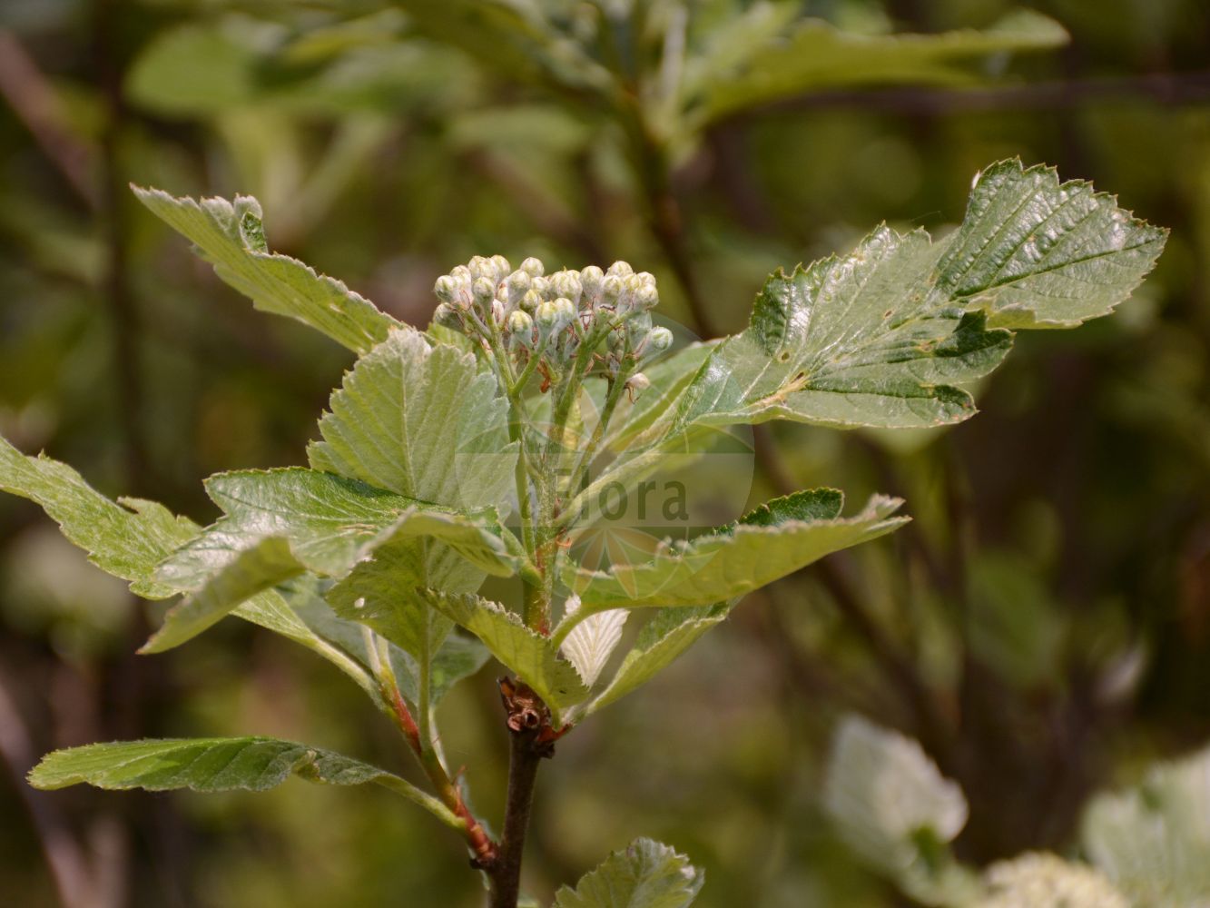 Foto von Sorbus mougeotii (Vogesen-Mehlbeere - Vosges Whitebeam). ---- Photo of Sorbus mougeotii (Vogesen-Mehlbeere - Vosges Whitebeam).(Sorbus mougeotii,Vogesen-Mehlbeere,Vosges Whitebeam,Aria mougeotii,Hahnia mougeotii,Pyrus mougeotii,Sorbus mougeotii,Sorbus tomophylla,Vogesen-Mehlbeere,Berg-Mehlbeere,Mougeots Mehlbeere,Vosges Whitebeam,Sorbus,Vogelbeere,White Beam,Rosaceae,Rosengewächse,Rose family)
