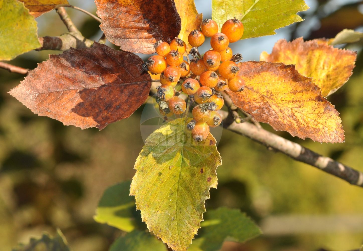 Foto von Sorbus decipiens (Täuschende Bastard-Mehlbeere - Sharp-toothed Whitebeam). ---- Photo of Sorbus decipiens (Täuschende Bastard-Mehlbeere - Sharp-toothed Whitebeam).(Sorbus decipiens,Täuschende Bastard-Mehlbeere,Sharp-toothed Whitebeam,Pyrus decipiens,Sorbus decipiens,Taeuschende Bastard-Mehlbeere,Sharp-toothed Whitebeam,Sorbus,Vogelbeere,White Beam,Rosaceae,Rosengewächse,Rose family)