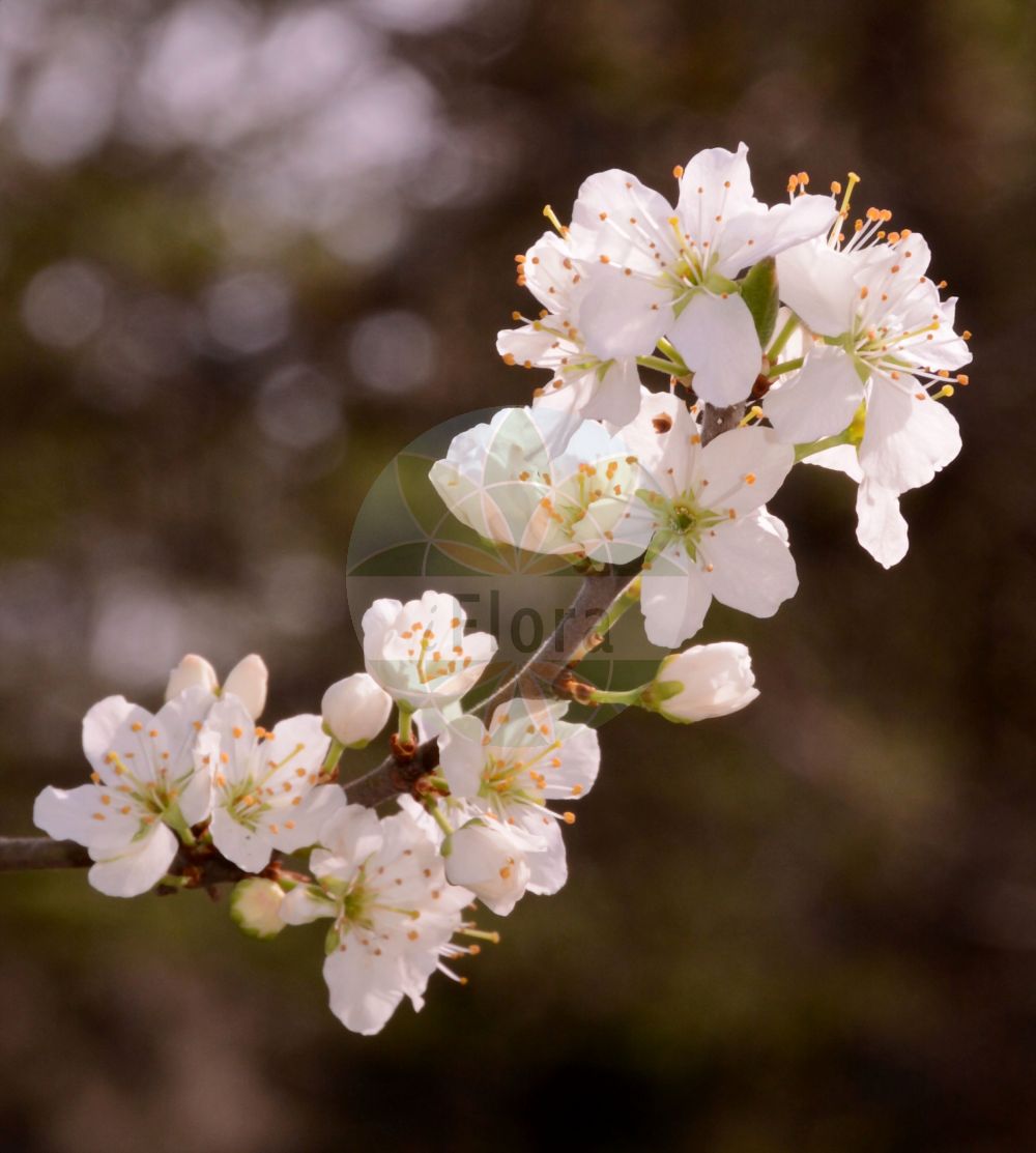 Foto von Prunus domestica (Gewöhnliche Pflaume - Wild Plum). Das Bild zeigt Bluete. Das Foto wurde in Mainz, Rheinland-Pfalz, Deutschland aufgenommen. ---- Photo of Prunus domestica (Gewöhnliche Pflaume - Wild Plum). The image is showing flower. The picture was taken in Mainz, Rhineland-Palatinate, Germany.(Prunus domestica,Gewöhnliche Pflaume,Wild Plum,Prunus communis,Prunus domestica,Prunus domestica subsp. prisca,Gewoehnliche Pflaume,findekeinenNamen,Hafer-Pflaume,Zwetsche,Zwetschge,Zwetschke,Wild Plum,European Plum,Garden Plum,Plum,Prunus,Kirsche,Plum,Rosaceae,Rosengewächse,Rose family,Bluete,flower)