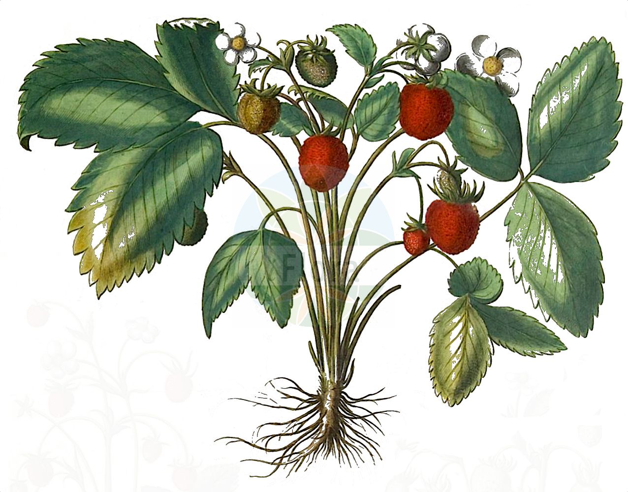 Historische Abbildung von Fragaria ananassa (Ananas-Erdbeere - Garden Strawberry). Das Bild zeigt Blatt, Bluete, Frucht und Same. ---- Historical Drawing of Fragaria ananassa (Ananas-Erdbeere - Garden Strawberry). The image is showing leaf, flower, fruit and seed.(Fragaria ananassa,Ananas-Erdbeere,Garden Strawberry,Fragaria ananassa,Fragaria bathonica,Fragaria calyculata,Fragaria caroliniana,Fragaria cultorum,Fragaria cuneifolia,Fragaria latiuscula,Fragaria suchiana,Potentilla ananassa,Ananas-Erdbeere,Garden Strawberry,Fragaria,Erdbeere,Strawberry,Rosaceae,Rosengewächse,Rose family,Blatt,Bluete,Frucht,Same,leaf,flower,fruit,seed,Besler (1613f))