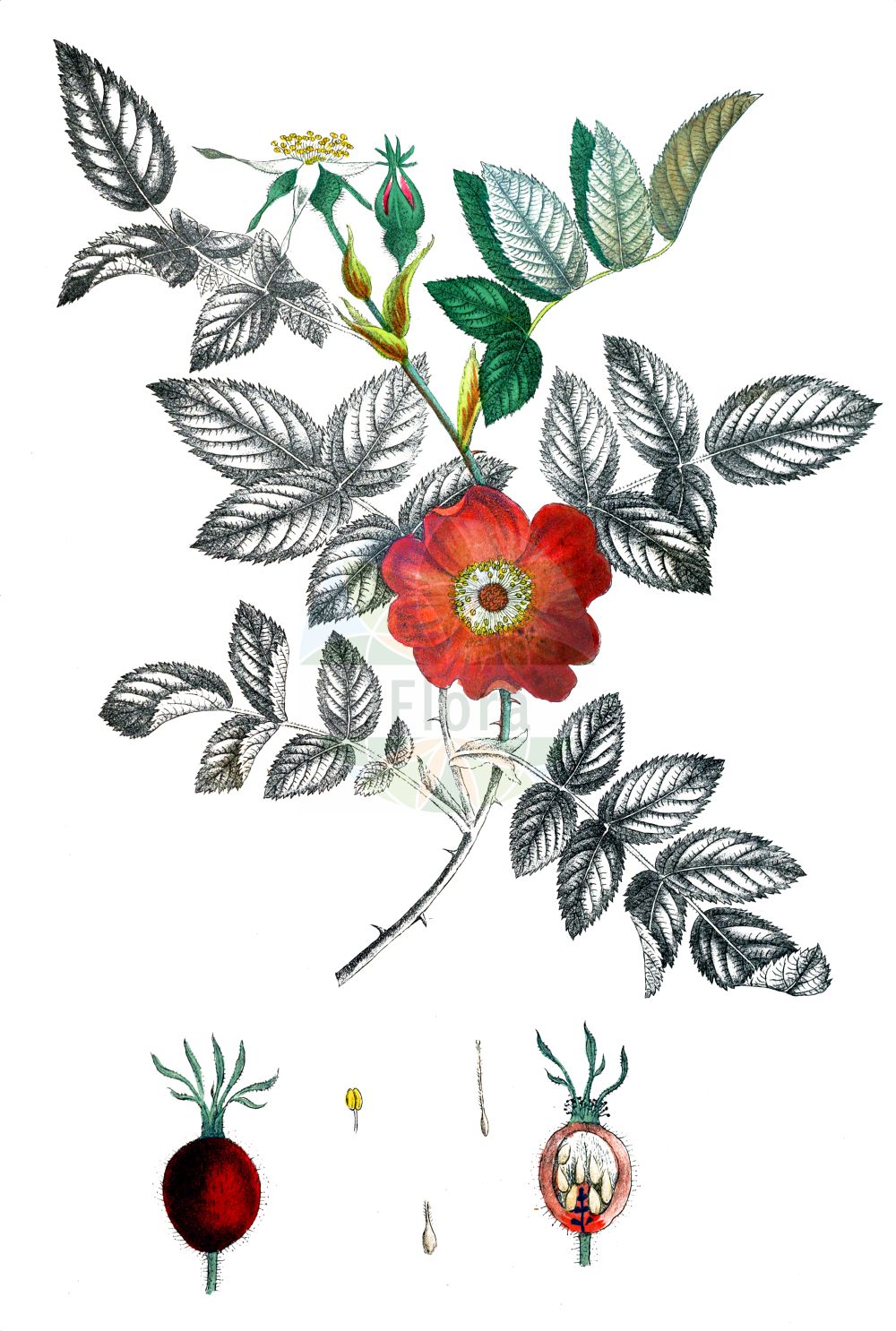 Historische Abbildung von Rosa villosa (Apfel-Rose - Apple Rose). Das Bild zeigt Blatt, Bluete, Frucht und Same. ---- Historical Drawing of Rosa villosa (Apfel-Rose - Apple Rose). The image is showing leaf, flower, fruit and seed.(Rosa villosa,Apfel-Rose,Apple Rose,Rosa alpicola,Rosa arduennensis,Rosa australis,Rosa borissovae,Rosa ciliatopetala,Rosa cognata,Rosa coziae,Rosa dicksonii,Rosa friburgensis,Rosa gaudinii,Rosa glutinosa,Rosa grenieri,Rosa ledebourii,Rosa minuta,Rosa osmodendron,Rosa pomifera,Rosa recondita,Rosa resinosa,Rosa sancti-andreae,Rosa villosa,Apfel-Rose,Apple Rose,Virginia Rose,Rosa,Rose,Rose,Rosaceae,Rosengewächse,Rose family,Blatt,Bluete,Frucht,Same,leaf,flower,fruit,seed,Krebs (1826-1832))