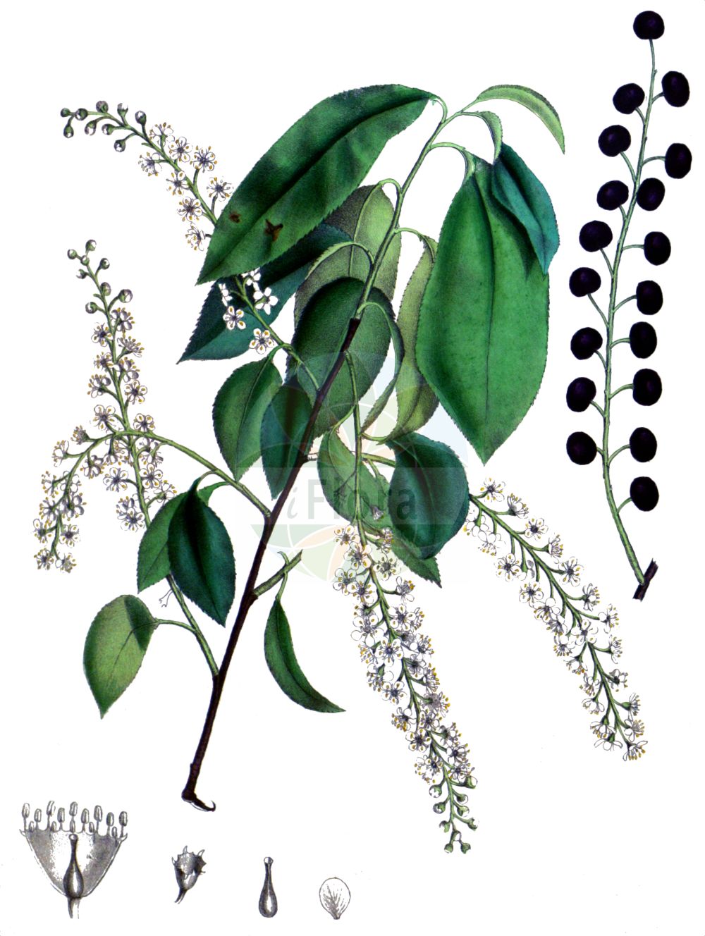 Historische Abbildung von Prunus serotina (Späte Traubenkirsche - Rum Cherry). Das Bild zeigt Blatt, Bluete, Frucht und Same. ---- Historical Drawing of Prunus serotina (Späte Traubenkirsche - Rum Cherry). The image is showing leaf, flower, fruit and seed.(Prunus serotina,Späte Traubenkirsche,Rum Cherry,Cerasus serotina,Padus capuli,Padus serotina,Prunus capuli,Prunus serotina,Spaete Traubenkirsche,Amerikanische Trauben-Kirsche,Spaetbluehende Trauben-Kirsche,Rum Cherry,Cabinet Cherry,Whiskey Cherry,Wild Black Cherry,Wild Cherry,Black Cherry,Whisky Cherry,Prunus,Kirsche,Plum,Rosaceae,Rosengewächse,Rose family,Blatt,Bluete,Frucht,Same,leaf,flower,fruit,seed,Carson et al. (1847))