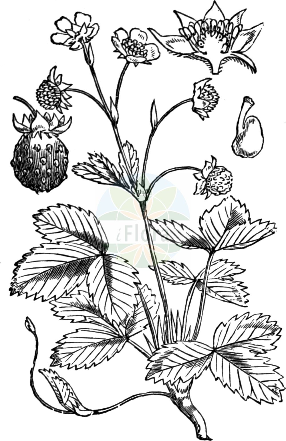 Historische Abbildung von Fragaria vesca (Wald-Erdbeere - Wild Strawberry). Das Bild zeigt Blatt, Bluete, Frucht und Same. ---- Historical Drawing of Fragaria vesca (Wald-Erdbeere - Wild Strawberry). The image is showing leaf, flower, fruit and seed.(Fragaria vesca,Wald-Erdbeere,Wild Strawberry,Dactylophyllum fragaria,Fragaria abnormis,Fragaria aliena,Fragaria alpina,Fragaria botryformis,Fragaria bractetata,Fragaria eflagellis,Fragaria florentina,Fragaria helleri,Fragaria hortensis,Fragaria minor,Fragaria monophylla,Fragaria multiplex,Fragaria muricata,Fragaria nemoralis,Fragaria nuda,Fragaria portentosa,Fragaria roseiflora,Fragaria semperflorens,Fragaria succulenta,Fragaria sylvestris,Fragaria unifolia,Fragaria vesca,Fragaria vulgaris,Potentilla vesca,Wald-Erdbeere,Scharlach-Erdbeere,Wild Strawberry,European Strawberry,Woodland Strawberry,Virginia Strawberry,Fragaria,Erdbeere,Strawberry,Rosaceae,Rosengewächse,Rose family,Blatt,Bluete,Frucht,Same,leaf,flower,fruit,seed,Fitch et al. (1880))