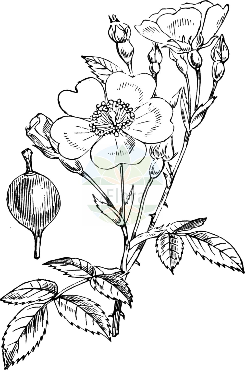 Historische Abbildung von Rosa arvensis (Kriechende Rose - Field-rose). Das Bild zeigt Blatt, Bluete, Frucht und Same. ---- Historical Drawing of Rosa arvensis (Kriechende Rose - Field-rose). The image is showing leaf, flower, fruit and seed.(Rosa arvensis,Kriechende Rose,Field-rose,Ripartia repens,Rosa arvensis,Rosa baldensis,Rosa brippii,Rosa capreolata,Rosa commiserata,Rosa erronea,Rosa fastigiata,Rosa halleri,Rosa herporhodon,Rosa ovata,Rosa phalacropoda,Rosa reptans,Rosa seperina,Rosa serpens,Rosa sylvestris,Kriechende Rose,Kriech-Rose,Wald-Rose,Field-rose,Ayrshire Rose,Trailing Rose,Rosa,Rose,Rose,Rosaceae,Rosengewächse,Rose family,Blatt,Bluete,Frucht,Same,leaf,flower,fruit,seed,Fitch et al. (1880))
