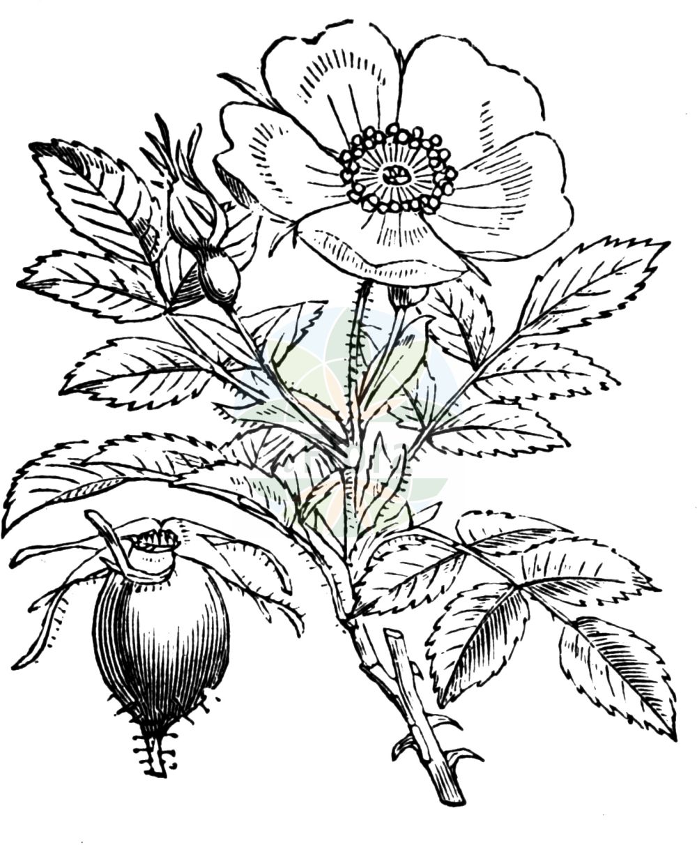 Historische Abbildung von Rosa rubiginosa (Gewöhnliche Wein-Rose - Sweet-briar). Das Bild zeigt Blatt, Bluete, Frucht und Same. ---- Historical Drawing of Rosa rubiginosa (Gewöhnliche Wein-Rose - Sweet-briar). The image is showing leaf, flower, fruit and seed.(Rosa rubiginosa,Gewöhnliche Wein-Rose,Sweet-briar,Rosa apricorum,Rosa billietii,Rosa bordzilowskii,Rosa caloacantha,Rosa chomutoviensis,Rosa columnifera,Rosa comosa,Rosa comosella,Rosa densa,Rosa dimorphacantha,Rosa dolorosa,Rosa drosophora,Rosa echinocarpa,Rosa flagellaris,Rosa foetida,Rosa gremlii,Rosa henkeri-schulzei,Rosa jenensis,Rosa kurganica,Rosa minuscula,Rosa moutinii,Rosa rotundifolia,Rosa rubiginosa,Rosa suavifolia,Rosa tanaitica,Rosa umbellata,Rosa volhyniensis,Rosa walpoleana,Rosa zamensis,Rosa eglanteria,Gewoehnliche Wein-Rose,Wein-Rose,Sweet-briar,Eglantine,Sweet-briar Rose,Rosa,Rose,Rose,Rosaceae,Rosengewächse,Rose family,Blatt,Bluete,Frucht,Same,leaf,flower,fruit,seed,Fitch et al. (1880))