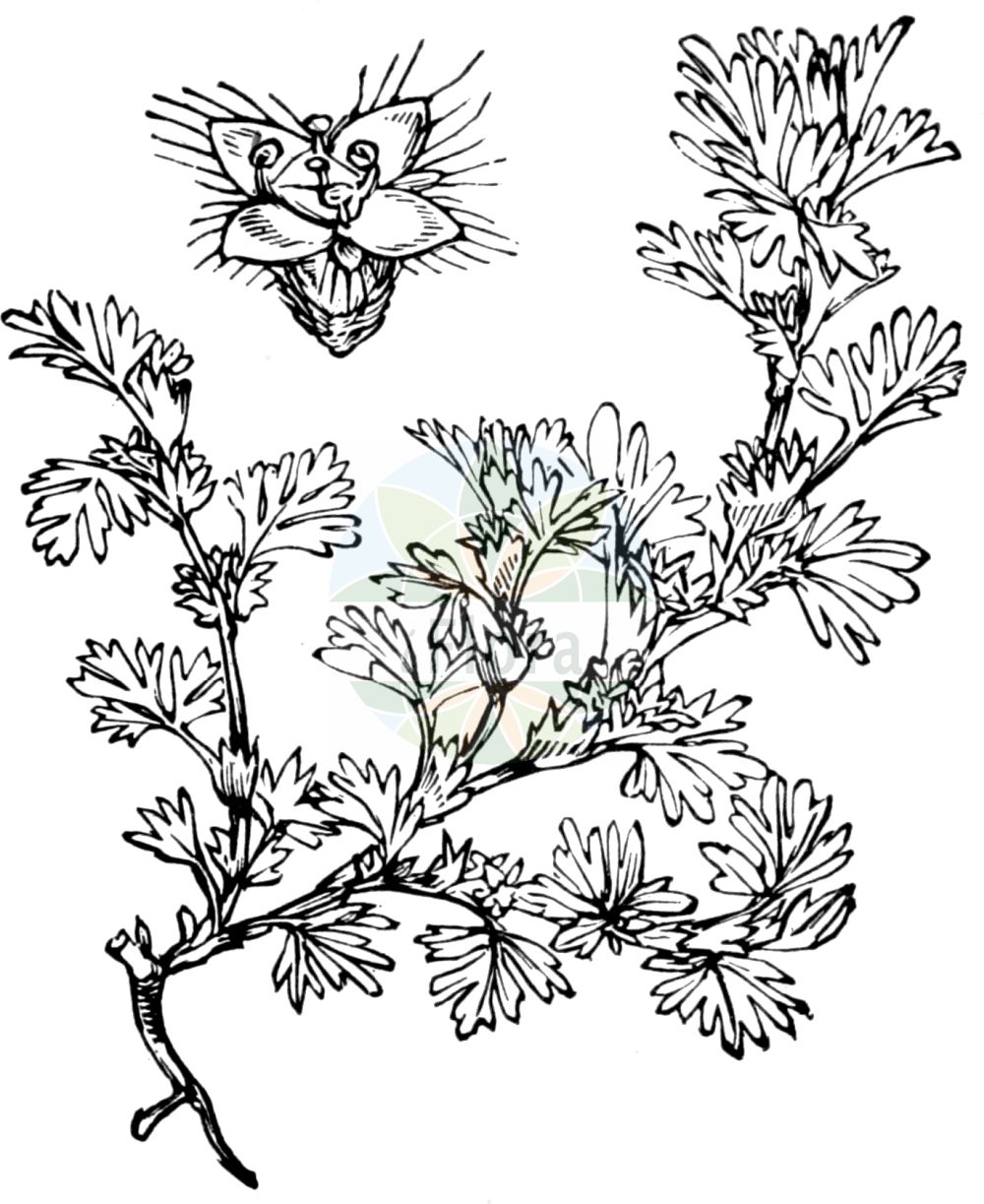 Historische Abbildung von Aphanes arvensis (Gewöhnlicher Ackerfrauenmantel - Parsley-piert). Das Bild zeigt Blatt, Bluete, Frucht und Same. ---- Historical Drawing of Aphanes arvensis (Gewöhnlicher Ackerfrauenmantel - Parsley-piert). The image is showing leaf, flower, fruit and seed.(Aphanes arvensis,Gewöhnlicher Ackerfrauenmantel,Parsley-piert,Alchemilla aphanes,Alchemilla arvensis,Alchemilla delicatula,Alchemilla triloba,Aphanes arvensis,Aphanes delicatula,Percepier arvensis,Gewoehnlicher Ackerfrauenmantel,Acker-Sinau,Gewoehnliches Ohmkraut,Parsley-piert,Break-stone,Colicwort,Field Lady's Mantle,Field Parsley Piert,Aphanes,Ackerfrauenmantel,Parsley Piert,Rosaceae,Rosengewächse,Rose family,Blatt,Bluete,Frucht,Same,leaf,flower,fruit,seed,Fitch et al. (1880))