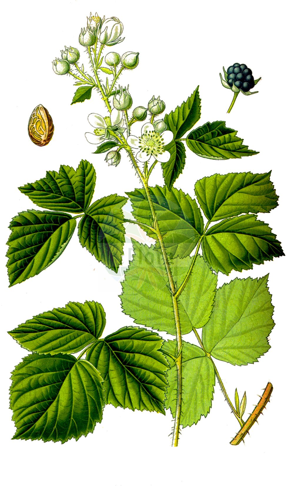 Historische Abbildung von Rubus caesius (Kratzbeere - Dewberry). Das Bild zeigt Blatt, Bluete, Frucht und Same. ---- Historical Drawing of Rubus caesius (Kratzbeere - Dewberry). The image is showing leaf, flower, fruit and seed.(Rubus caesius,Kratzbeere,Dewberry,Rubus caesius,Rubus coeruleus,Rubus humilis,Rubus ligerinus,Rubus mitissimus,Rubus rivalis,Rubus sabulosus,Selnorition caesium,Kratzbeere,Auen-Brombeere,Bastard-Himbeere,Bereifte Brombeere,Bockbeere,Dewberry,Blue Bramble,Common Dewberry,European Dewberry,Rubus,Brombeere,Raspberry,Rosaceae,Rosengewächse,Rose family,Blatt,Bluete,Frucht,Same,leaf,flower,fruit,seed,Thomé (1885))