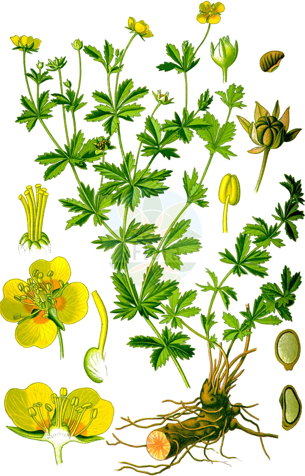 Historische Abbildung von Potentilla erecta (Blutwurz - Tormentil). Das Bild zeigt Blatt, Bluete, Frucht und Same. ---- Historical Drawing of Potentilla erecta (Blutwurz - Tormentil). The image is showing leaf, flower, fruit and seed.(Potentilla erecta,Blutwurz,Tormentil,Fragaria tormentilla,Chaenomeles japonica,Geum macrophyllum,Acaena novae-zelandiae,Spiraea media,Cotoneaster pannosus,Cotoneaster sternianus,Cotoneaster salicifolius,Potentilla dacica,Potentilla divergens,Potentilla erecta,Potentilla favratii,Potentilla laeta,Potentilla monacensis,Potentilla officinalis,Potentilla sciaphila,Potentilla strictissima,Potentilla sylvestris,Potentilla tetrapetala,Potentilla tormentilla,Tormentilla adstringens,Tormentilla alpina,Tormentilla dissecta,Tormentilla divergens,Tormentilla erecta,Tormentilla ericetorum,Tormentilla gracilis,Tormentilla montana,Tormentilla nodosa,Tormentilla officinalis,Tormentilla officinarum,Tormentilla orophila,Tormentilla parviflora,Tormentilla recta,Tormentilla sessilifolia,Tormentilla sylvestris,Tormentilla vulgaris,Blutwurz,Tormentille,Tormentil,Bloodroot,Erect Cinquefoil,Bloodwort,Common Tormentil,Potentilla,Fingerkraut,Cinquefoil,Rosaceae,Rosengewächse,Rose family,Blatt,Bluete,Frucht,Same,leaf,flower,fruit,seed,Thomé (1885))
