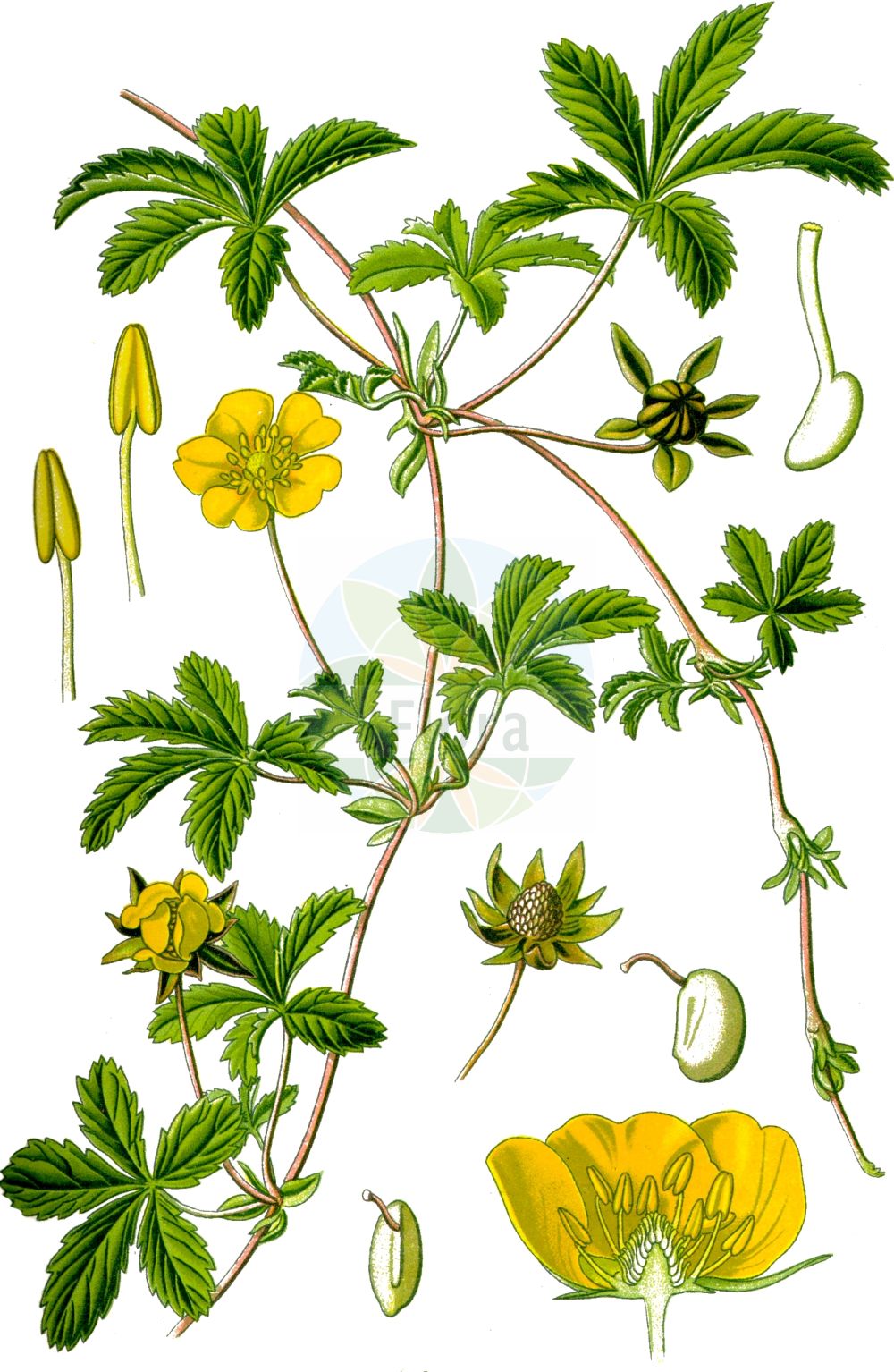 Historische Abbildung von Potentilla reptans (Kriechendes Fingerkraut - Creeping Cinquefoil). Das Bild zeigt Blatt, Bluete, Frucht und Same. ---- Historical Drawing of Potentilla reptans (Kriechendes Fingerkraut - Creeping Cinquefoil). The image is showing leaf, flower, fruit and seed.(Potentilla reptans,Kriechendes Fingerkraut,Creeping Cinquefoil,Dasiphora reptans,Dynamidium reptans,Fragaria pentaphylla,Fragaria reptans,Potentilla abyssinica,Potentilla anomala,Potentilla cacerensis,Potentilla lanata,Potentilla microphylla,Potentilla pinnatifida,Potentilla repens,Potentilla reptans,Potentilla sessilis,Potentilla subpedata,Tormentilla reptans,Kriechendes Fingerkraut,Kriech-Fingerkraut,Creeping Cinquefoil,Potentilla,Fingerkraut,Cinquefoil,Rosaceae,Rosengewächse,Rose family,Blatt,Bluete,Frucht,Same,leaf,flower,fruit,seed,Thomé (1885))