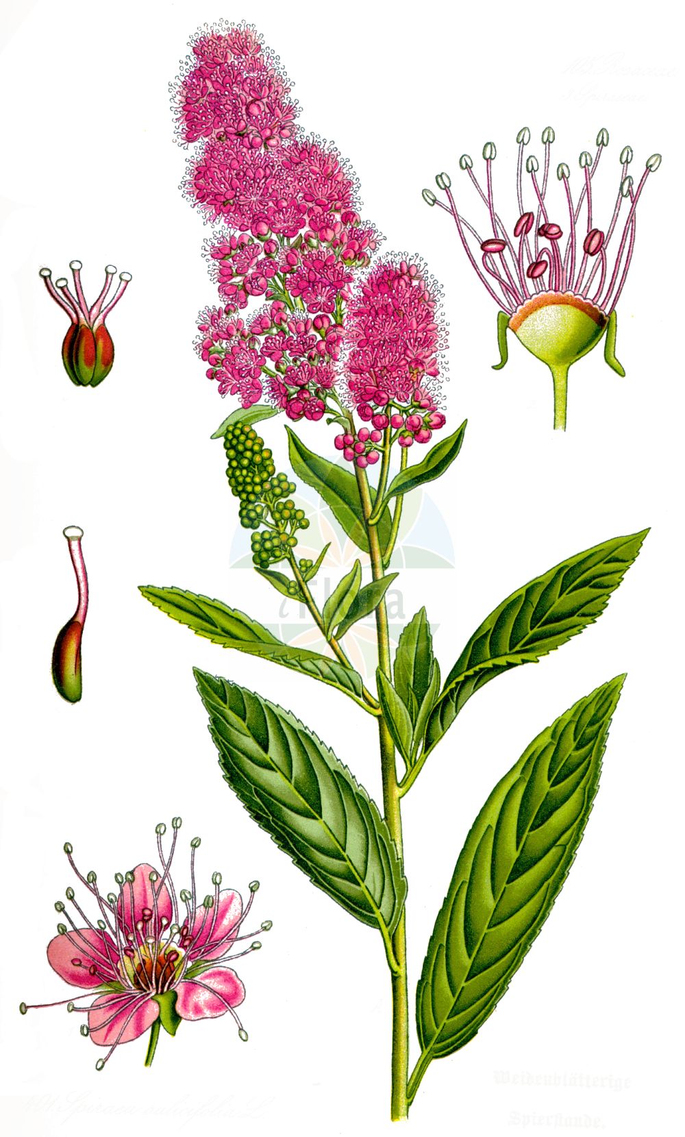 Historische Abbildung von Spiraea salicifolia (Bridewort). Das Bild zeigt Blatt, Bluete, Frucht und Same. ---- Historical Drawing of Spiraea salicifolia (Bridewort). The image is showing leaf, flower, fruit and seed.(Spiraea salicifolia,Bridewort,Spiraea humilis,Spiraea salicifolia,Spiraea virgata,Spiraea,Spierstrauch,Brideworts,Rosaceae,Rosengewächse,Rose family,Blatt,Bluete,Frucht,Same,leaf,flower,fruit,seed,Thomé (1885))