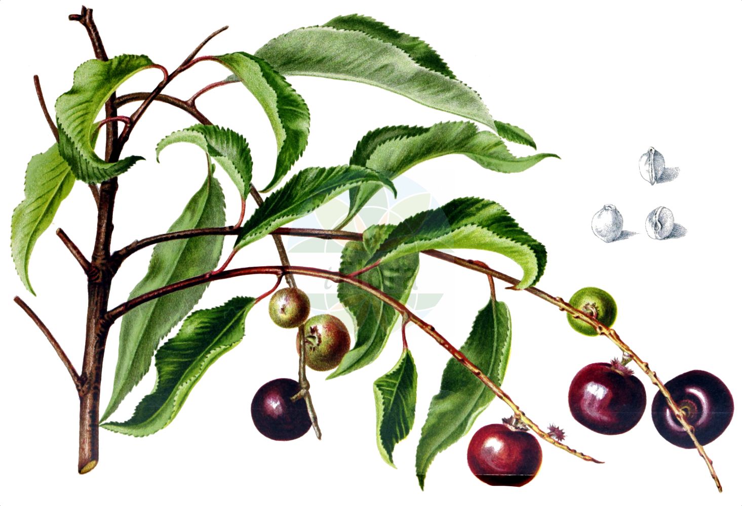 Historische Abbildung von Prunus serotina (Späte Traubenkirsche - Rum Cherry). Das Bild zeigt Blatt, Bluete, Frucht und Same. ---- Historical Drawing of Prunus serotina (Späte Traubenkirsche - Rum Cherry). The image is showing leaf, flower, fruit and seed.(Prunus serotina,Späte Traubenkirsche,Rum Cherry,Cerasus serotina,Padus capuli,Padus serotina,Prunus capuli,Prunus serotina,Spaete Traubenkirsche,Amerikanische Trauben-Kirsche,Spaetbluehende Trauben-Kirsche,Rum Cherry,Cabinet Cherry,Whiskey Cherry,Wild Black Cherry,Wild Cherry,Black Cherry,Whisky Cherry,Prunus,Kirsche,Plum,Rosaceae,Rosengewächse,Rose family,Blatt,Bluete,Frucht,Same,leaf,flower,fruit,seed,Revue horticole (1893))