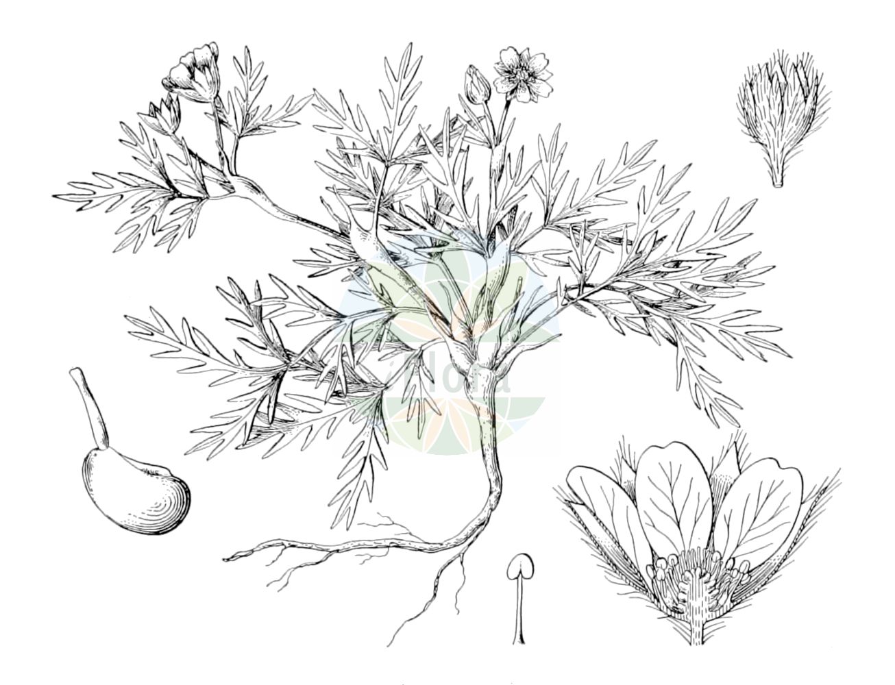 Historische Abbildung von Potentilla multifida. Das Bild zeigt Blatt, Bluete, Frucht und Same. ---- Historical Drawing of Potentilla multifida. The image is showing leaf, flower, fruit and seed.(Potentilla multifida,Fragaria multifida,Potentilla asiae-mediae,Potentilla hypoleuca,Potentilla multifida,Potentilla multifidiformis,Potentilla tenella,Potentilla,Fingerkraut,Cinquefoil,Rosaceae,Rosengewächse,Rose family,Blatt,Bluete,Frucht,Same,leaf,flower,fruit,seed,Rydberg (1898))