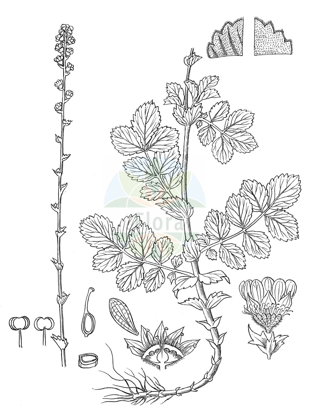Historische Abbildung von Agrimonia eupatoria (Kleiner Odermennig - Agrimony). Das Bild zeigt Blatt, Bluete, Frucht und Same. ---- Historical Drawing of Agrimonia eupatoria (Kleiner Odermennig - Agrimony). The image is showing leaf, flower, fruit and seed.(Agrimonia eupatoria,Kleiner Odermennig,Agrimony,Agrimonia eupatoria,Kleiner Odermennig,Echter Odermennig,Agrimony,Churchsteeples,Icelandic Poppy,Common Agrimony,Liverwort,Agrimonia,Odermennig,Agrimony,Rosaceae,Rosengewächse,Rose family,Blatt,Bluete,Frucht,Same,leaf,flower,fruit,seed,Kirtikar & Basu (1918))