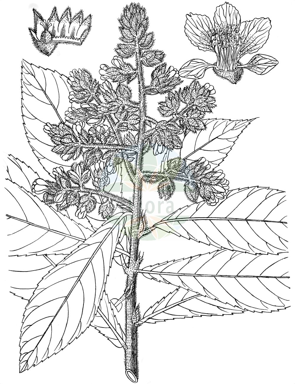 Historische Abbildung von Eriobotrya japonica. Das Bild zeigt Blatt, Bluete, Frucht und Same. ---- Historical Drawing of Eriobotrya japonica. The image is showing leaf, flower, fruit and seed.(Eriobotrya japonica,Eriobotrya japonica,Mespilus japonica,Eriobotrya,Rosaceae,Rosengewächse,Rose family,Blatt,Bluete,Frucht,Same,leaf,flower,fruit,seed,Kirtikar & Basu (1918))