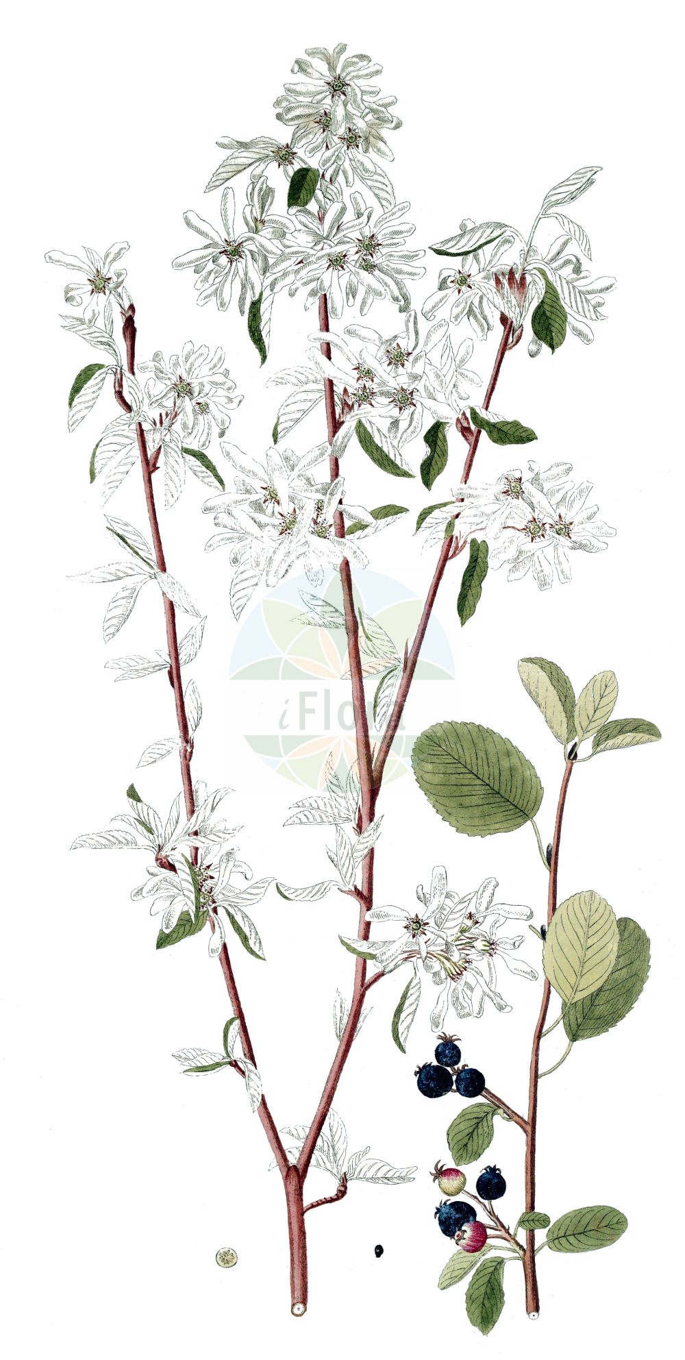 Historische Abbildung von Amelanchier embergeri. Das Bild zeigt Blatt, Bluete, Frucht und Same. ---- Historical Drawing of Amelanchier embergeri. The image is showing leaf, flower, fruit and seed.(Amelanchier embergeri,Amelanchier,Felsenbirne,Serviceberry,Rosaceae,Rosengewächse,Rose family,Blatt,Bluete,Frucht,Same,leaf,flower,fruit,seed)